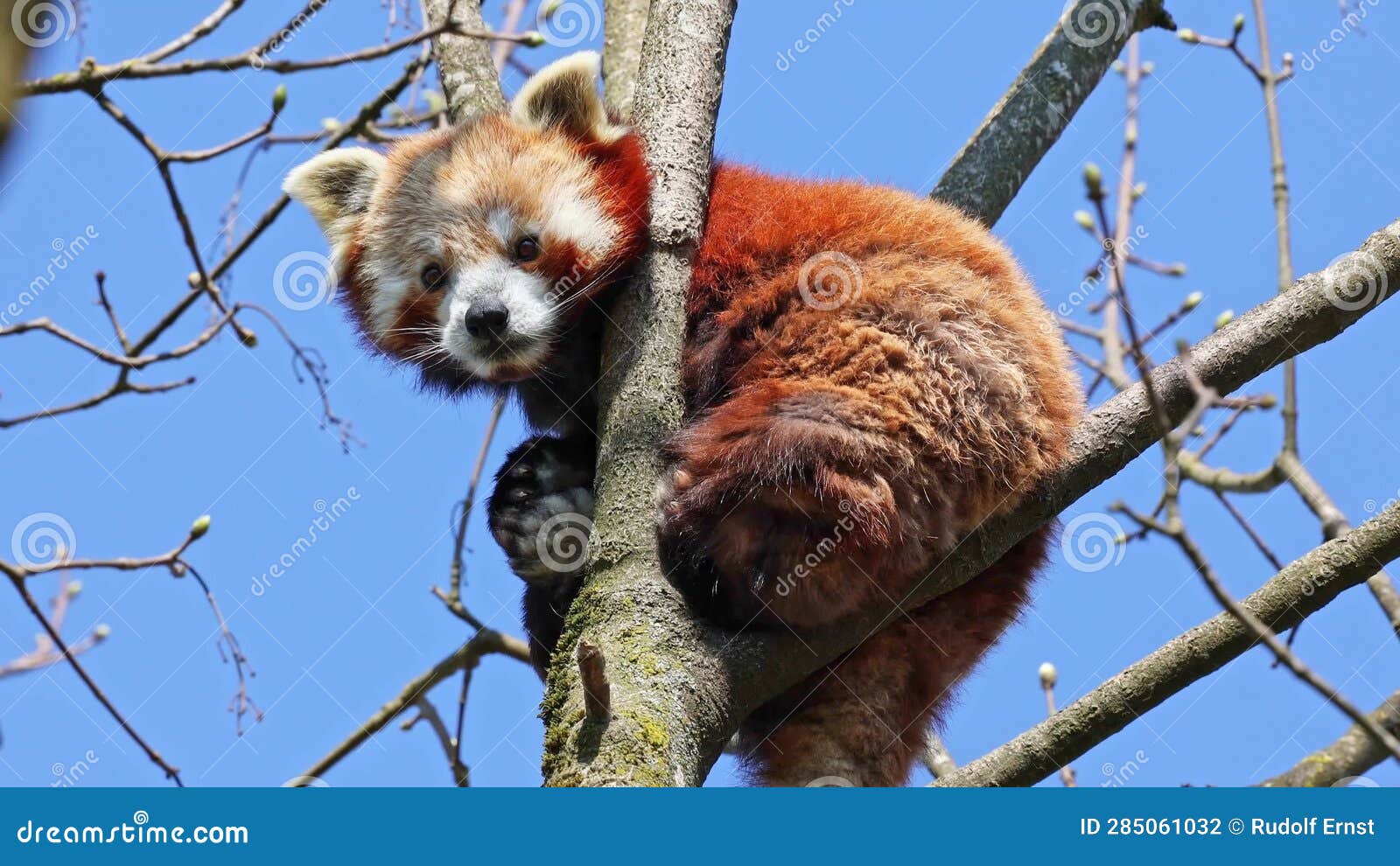 The Red Panda, Ailurus Fulgens, Also Called the Lesser Panda and the