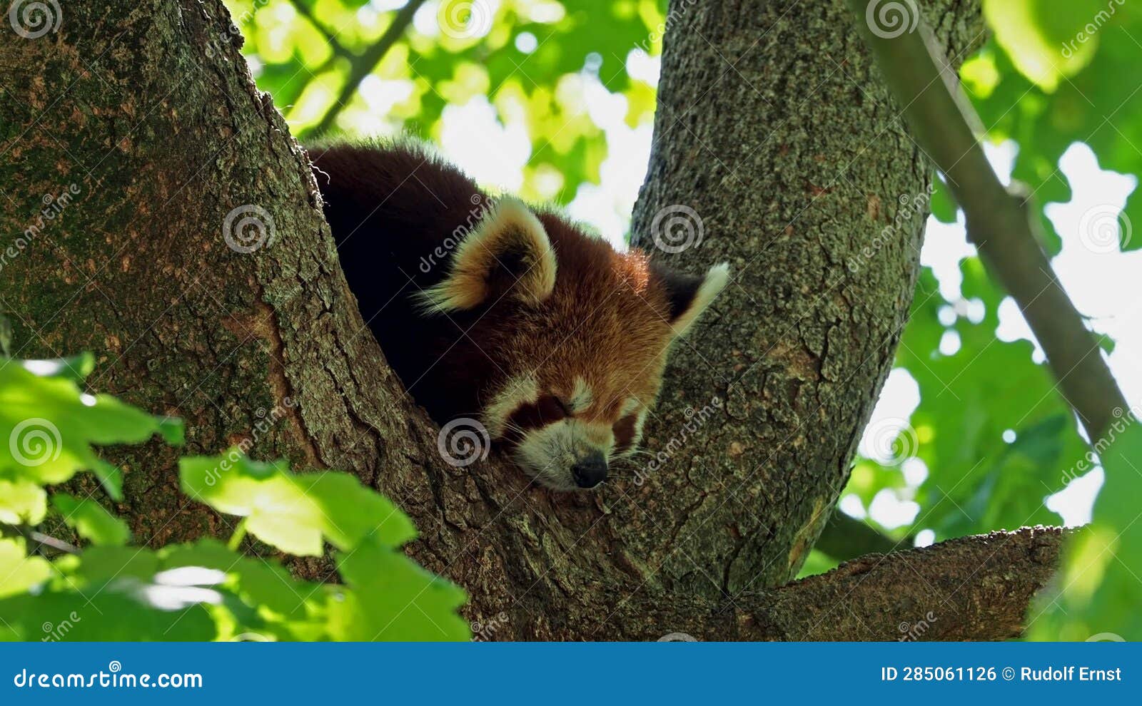 The Red Panda, Ailurus Fulgens, Also Called the Lesser Panda and the