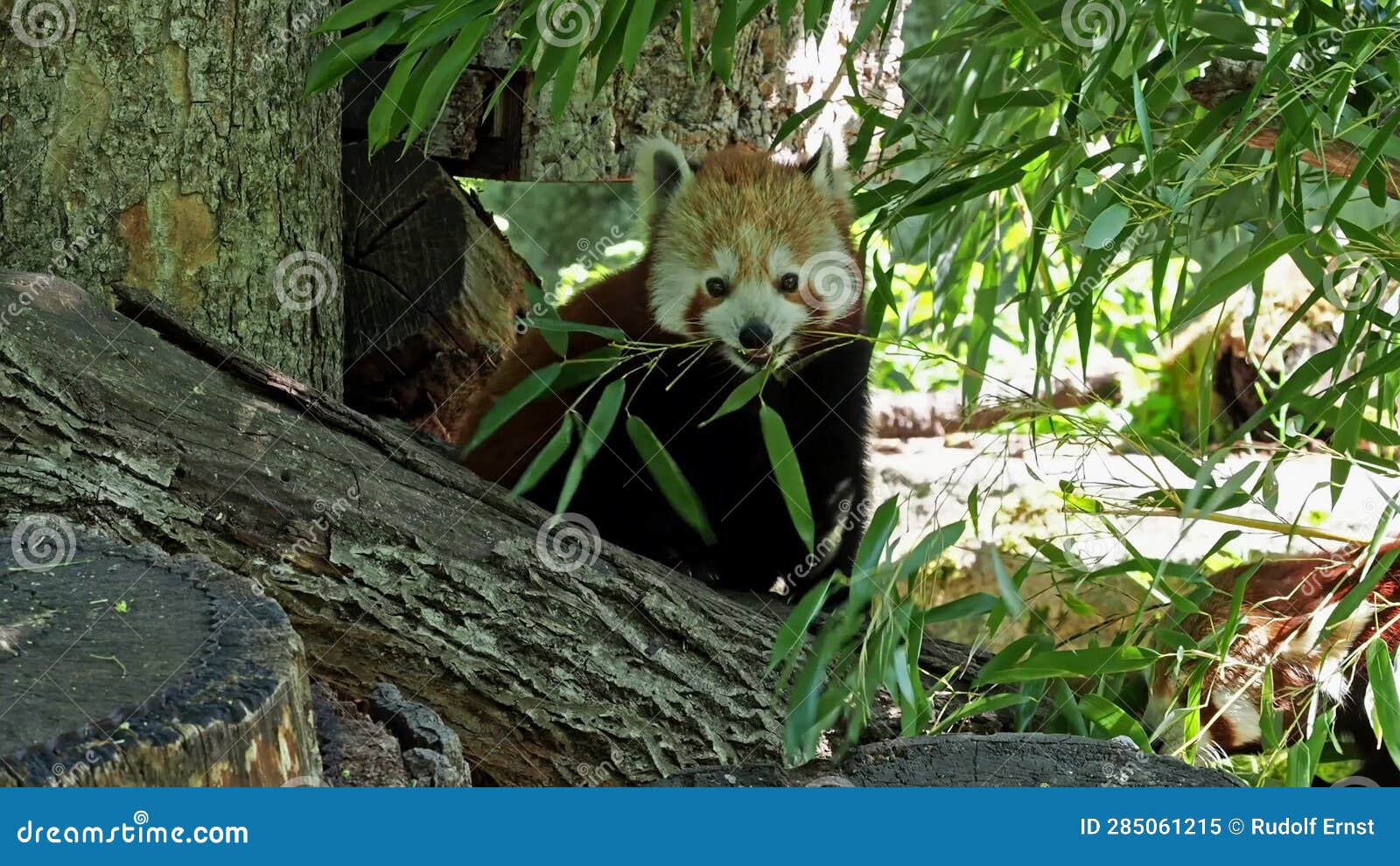 The Red Panda, Ailurus Fulgens, Also Called the Lesser Panda and the