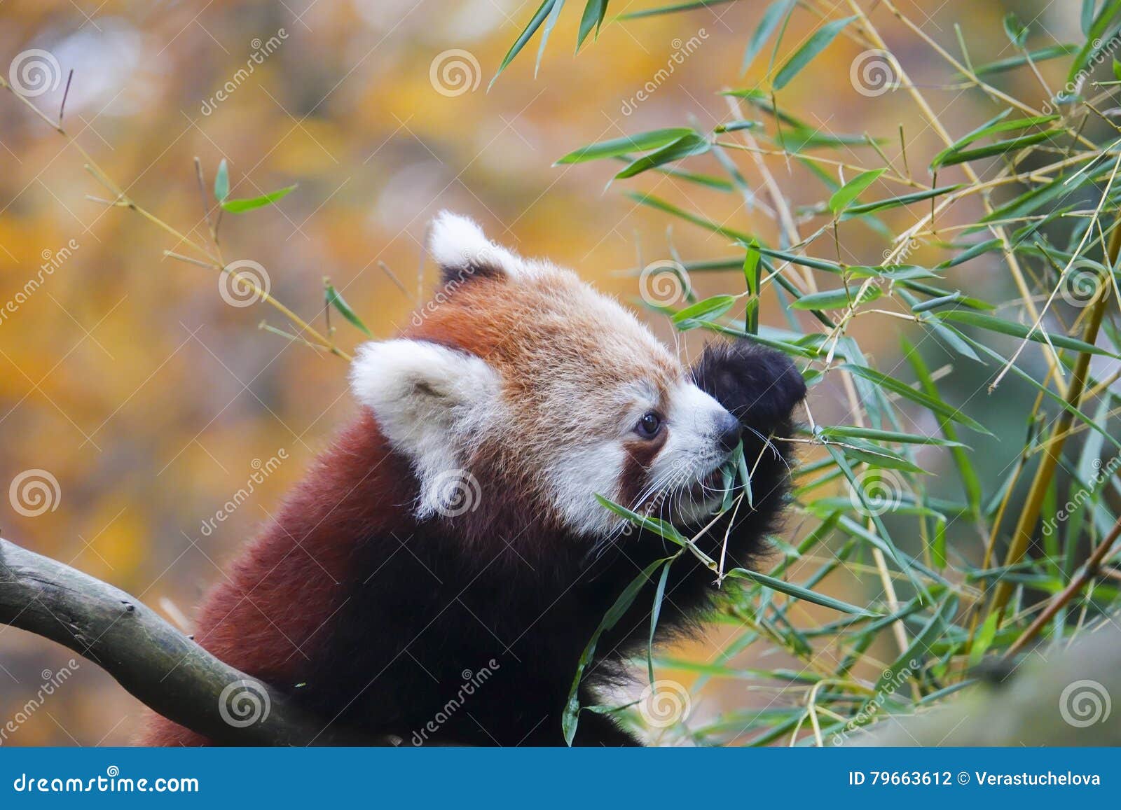 Red panda - Ailurus fulgens, close up