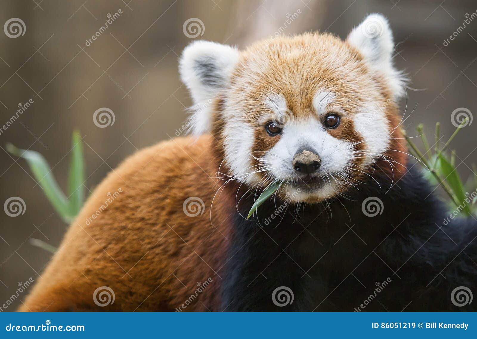 red panda ailurus fulgens