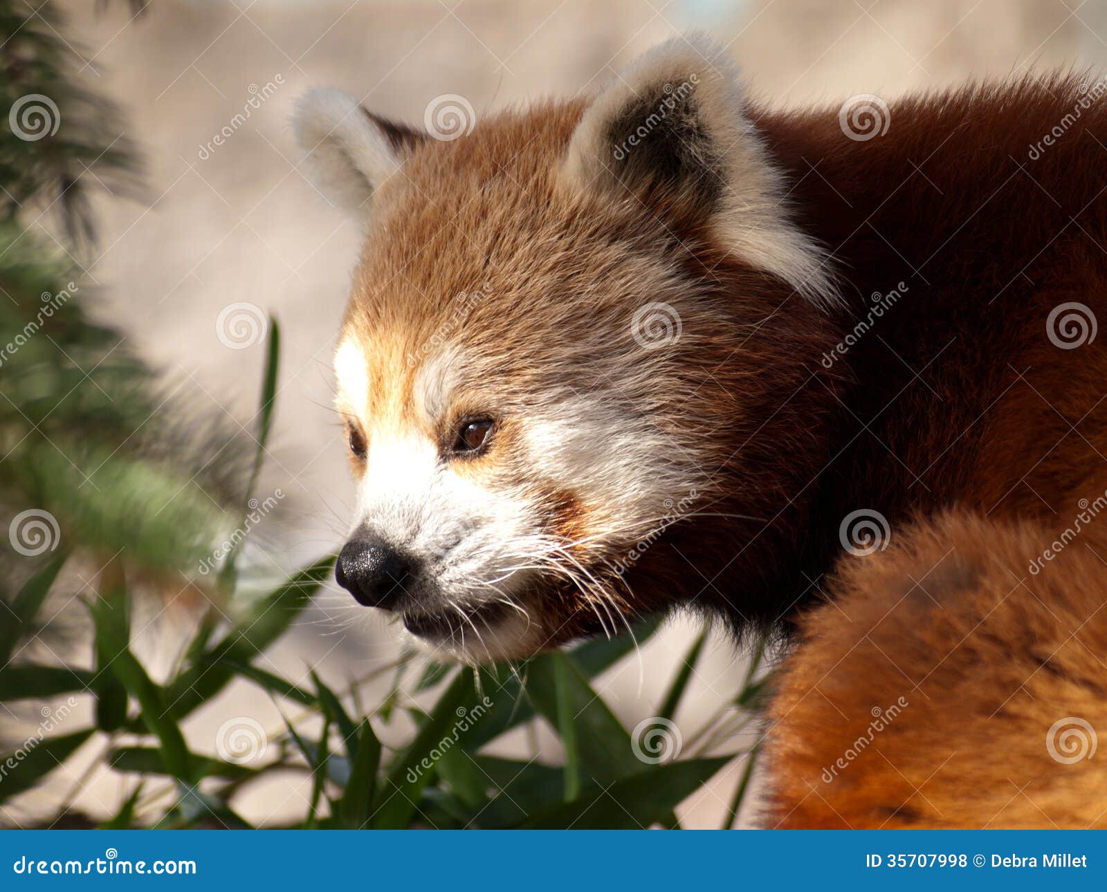 red panda, ailurus fulgens