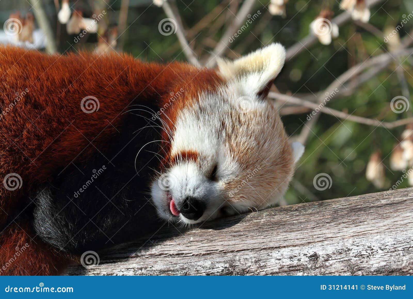 red panda (ailurus fulgens)