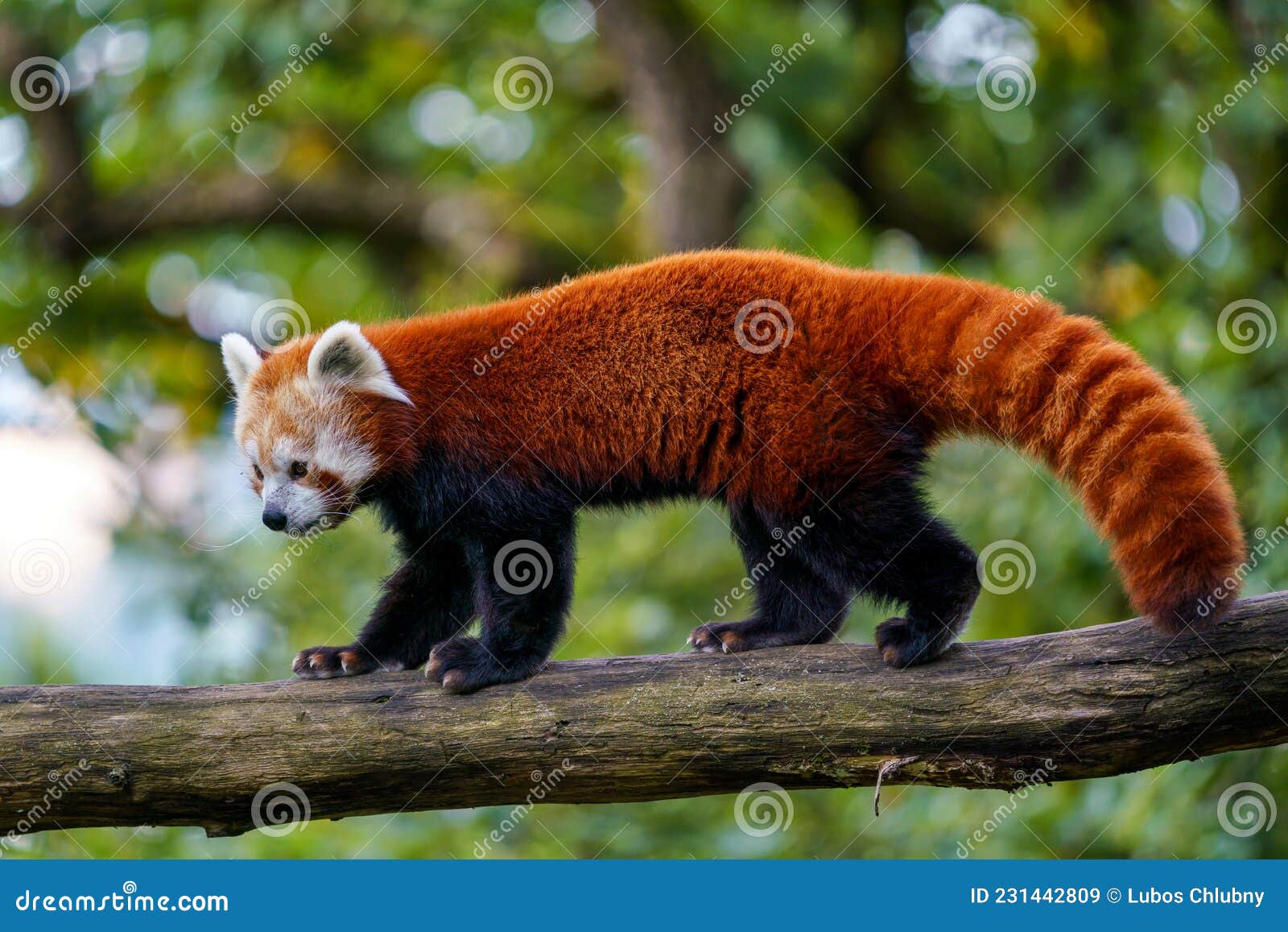 red panda ailurus fulgens on the tree. cute panda bear in forest habitat