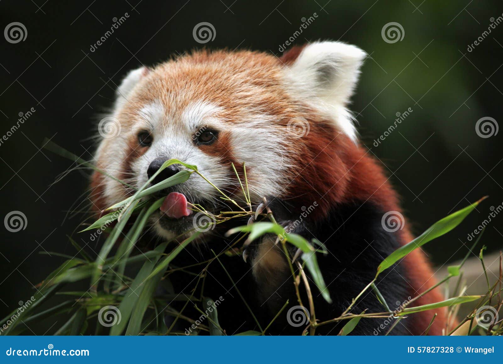 red panda (ailurus fulgens).