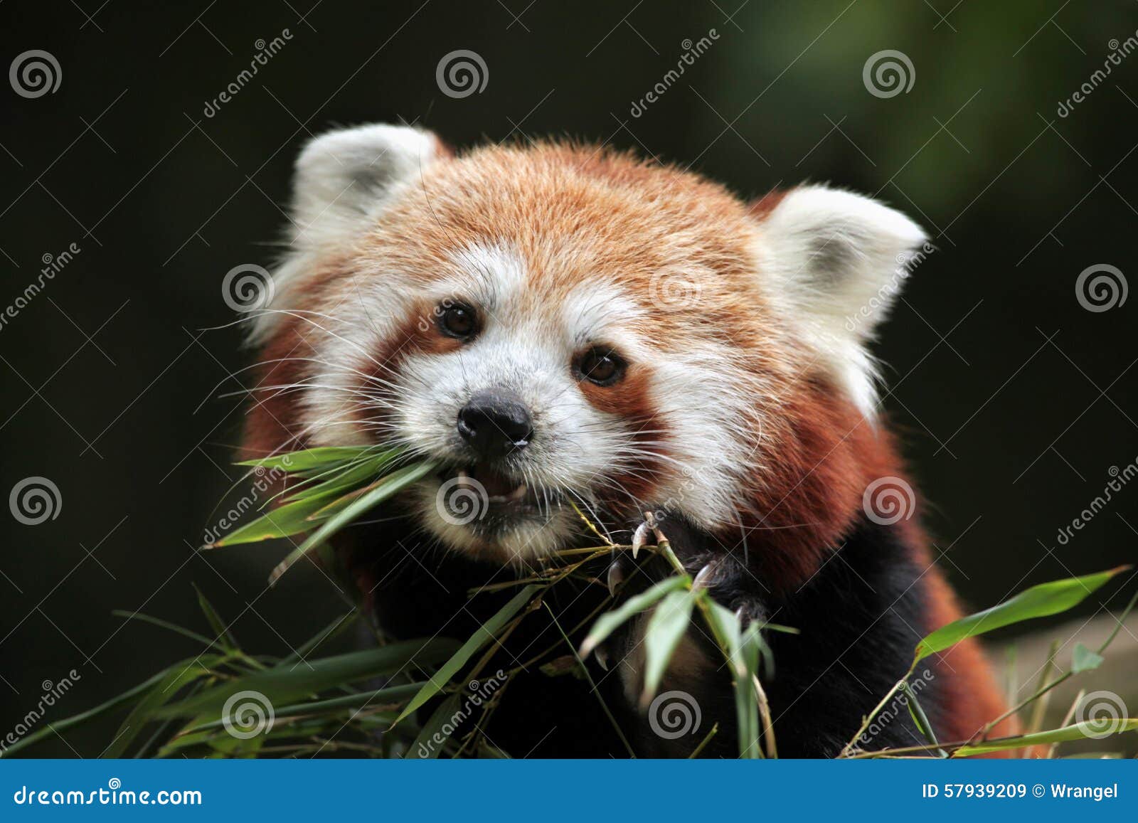 red panda (ailurus fulgens).