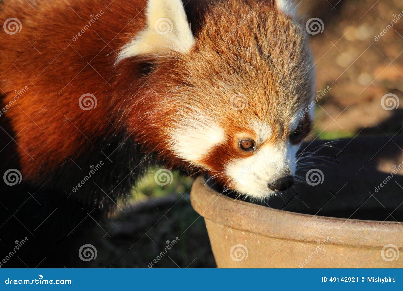 Red Panda Stock Image Image Of Panda Safari Ears Hiding