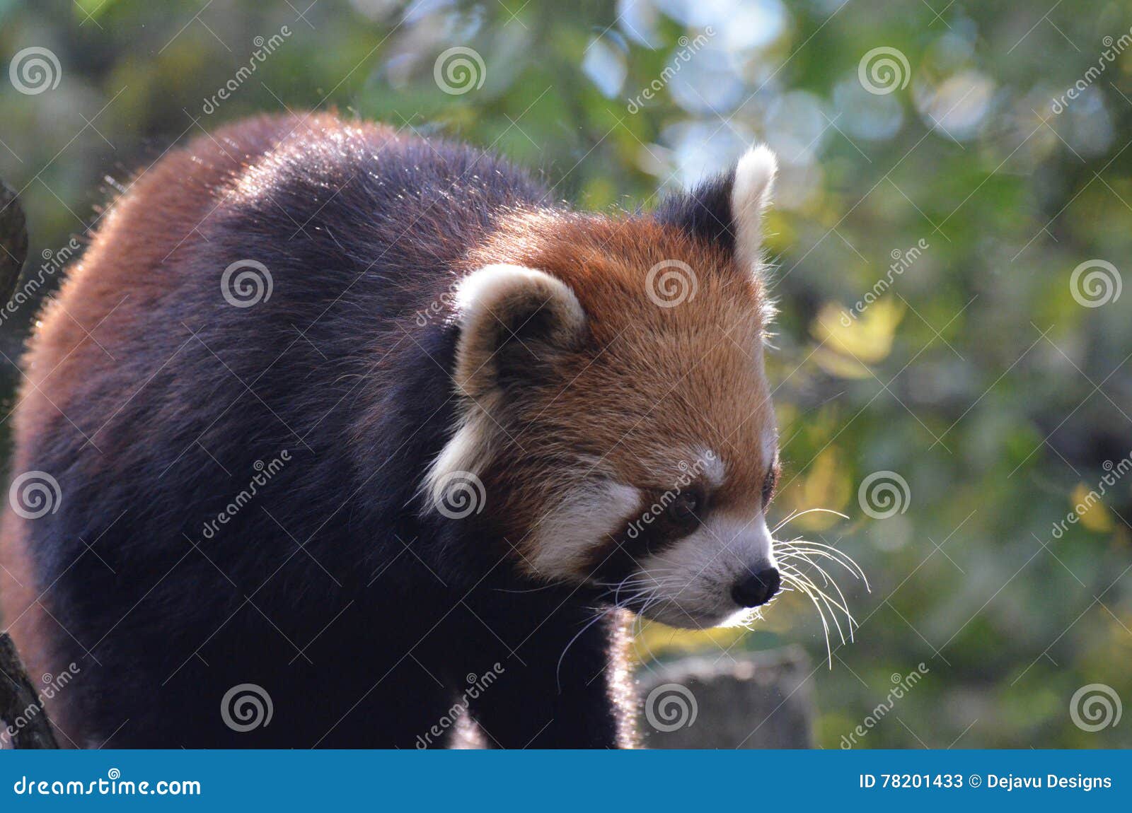 Download Red Panda Bear With A Mask Across His Face Stock Image Image Of Cute Panda 78201433 PSD Mockup Templates