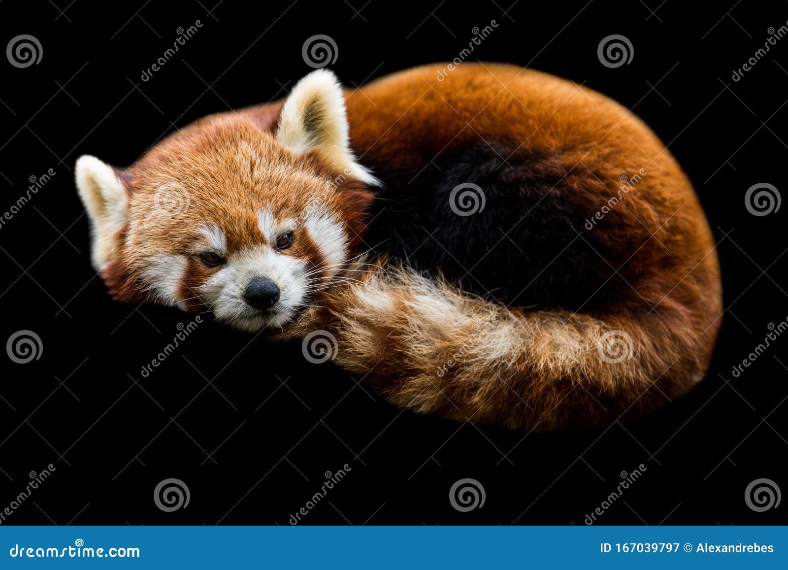 Landbrug Flourish indebære Red Panda with a Black Background Stock Image - Image of forest, animal:  167039797