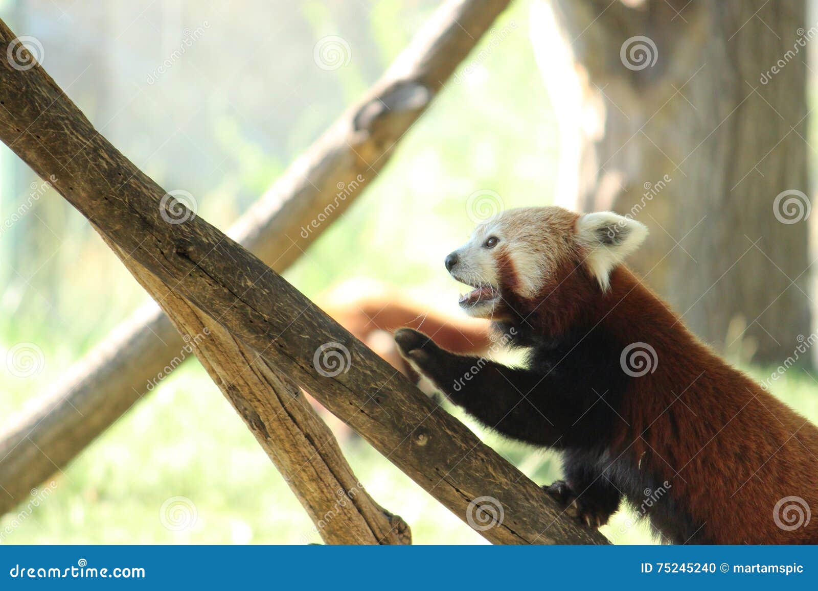 red panda climbing a tree