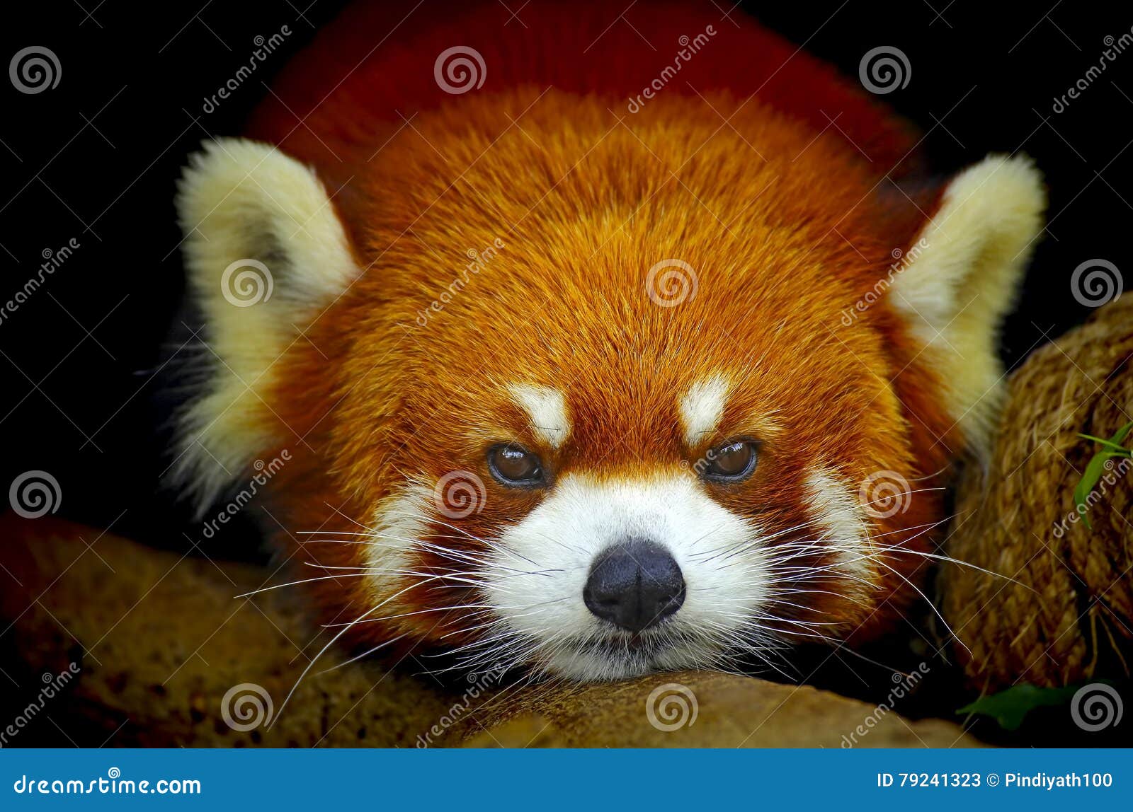 red panda