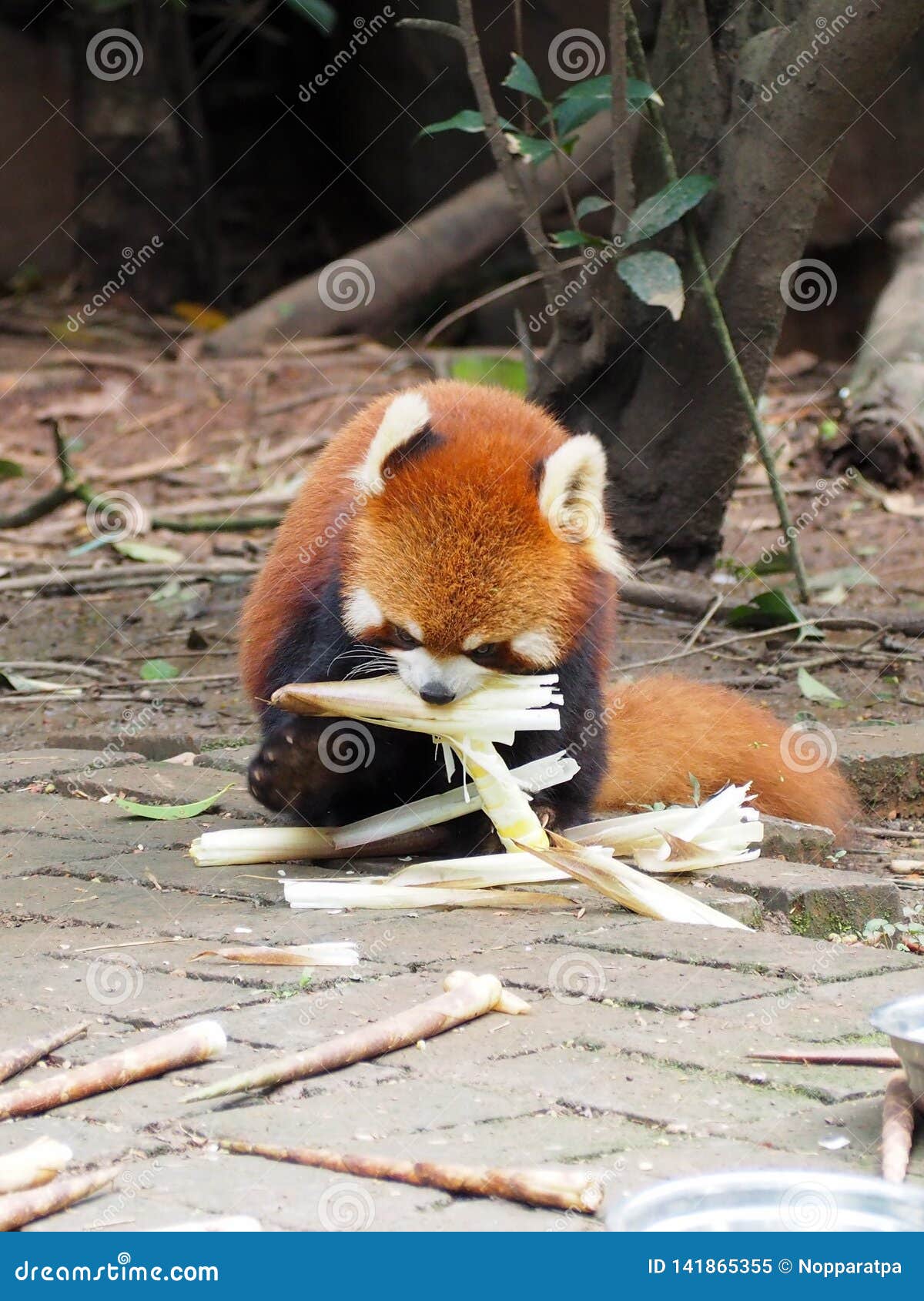Red Panda Eating Bamboo Shoots Stock Image - Image of breeding, chengdu