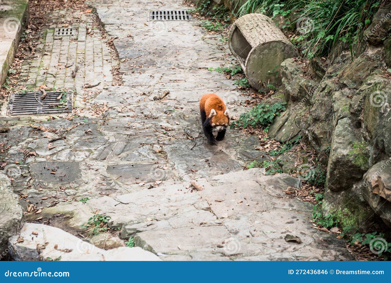 the red panda or firefox in the hangzhou zoo