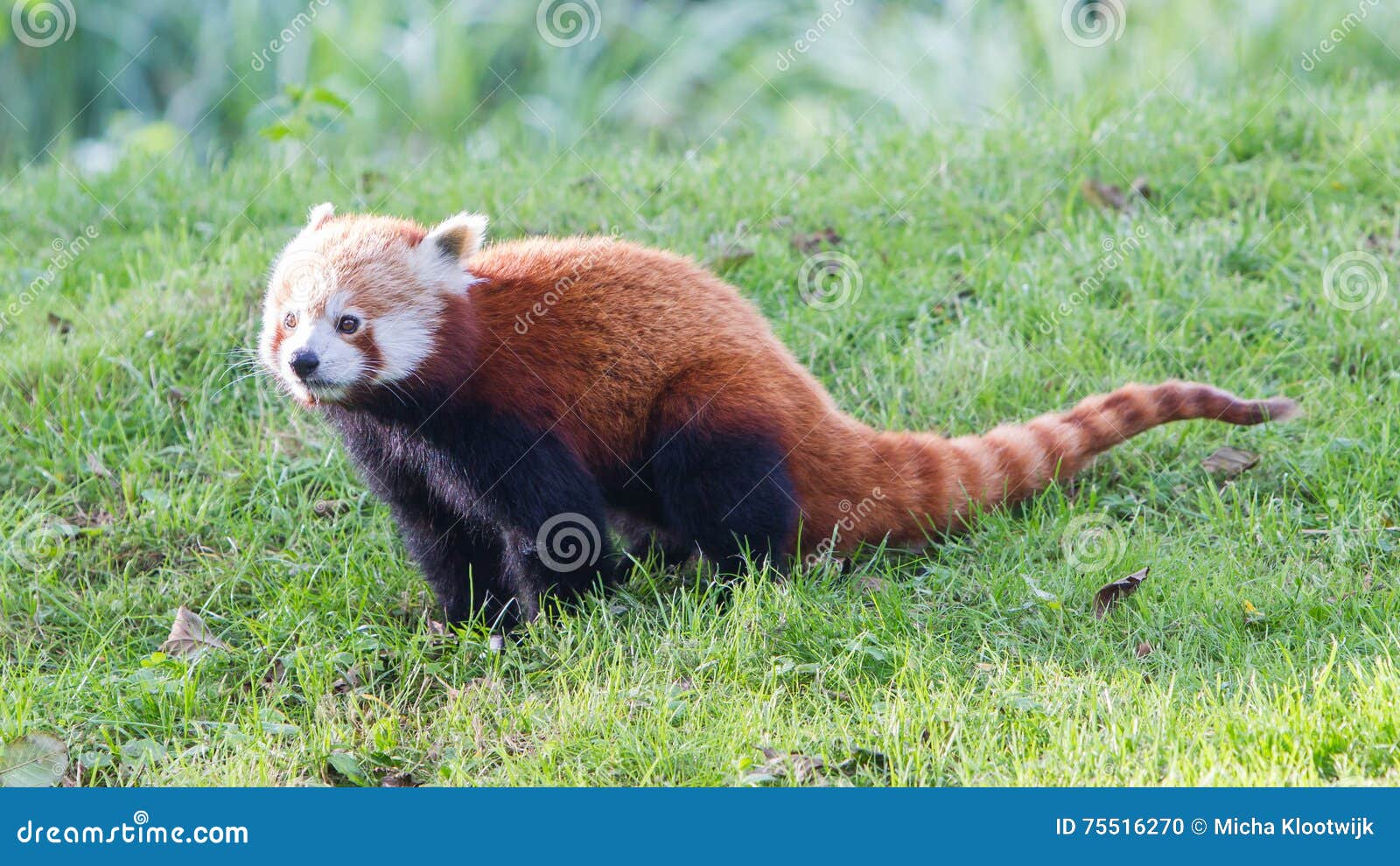The Red Panda, Firefox or Lesser Panda Stock Photo - Image of large, leaf:  75516270