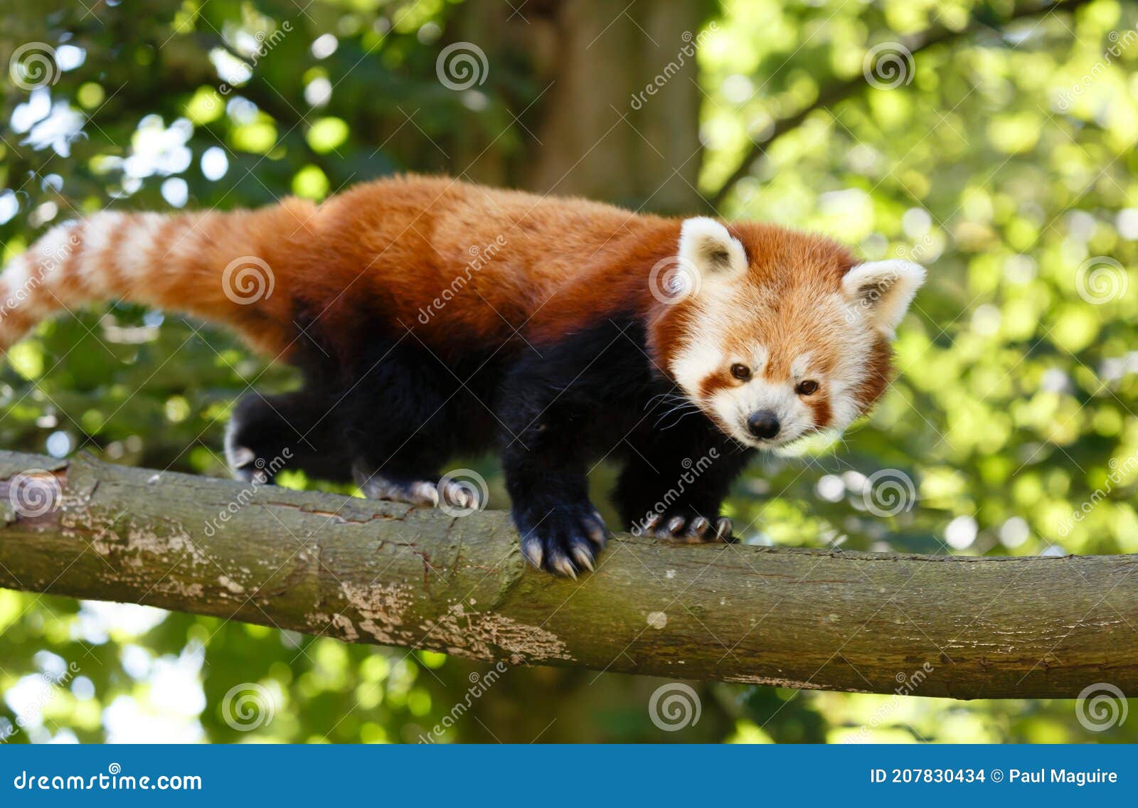 85,094 Endangered Animals Stock Photos - Free & Royalty-Free Stock Photos from Dreamstime 85,094 Endangered Animals Stock Photos - Free & Royalty-Free Stock Photos from Dreamstime