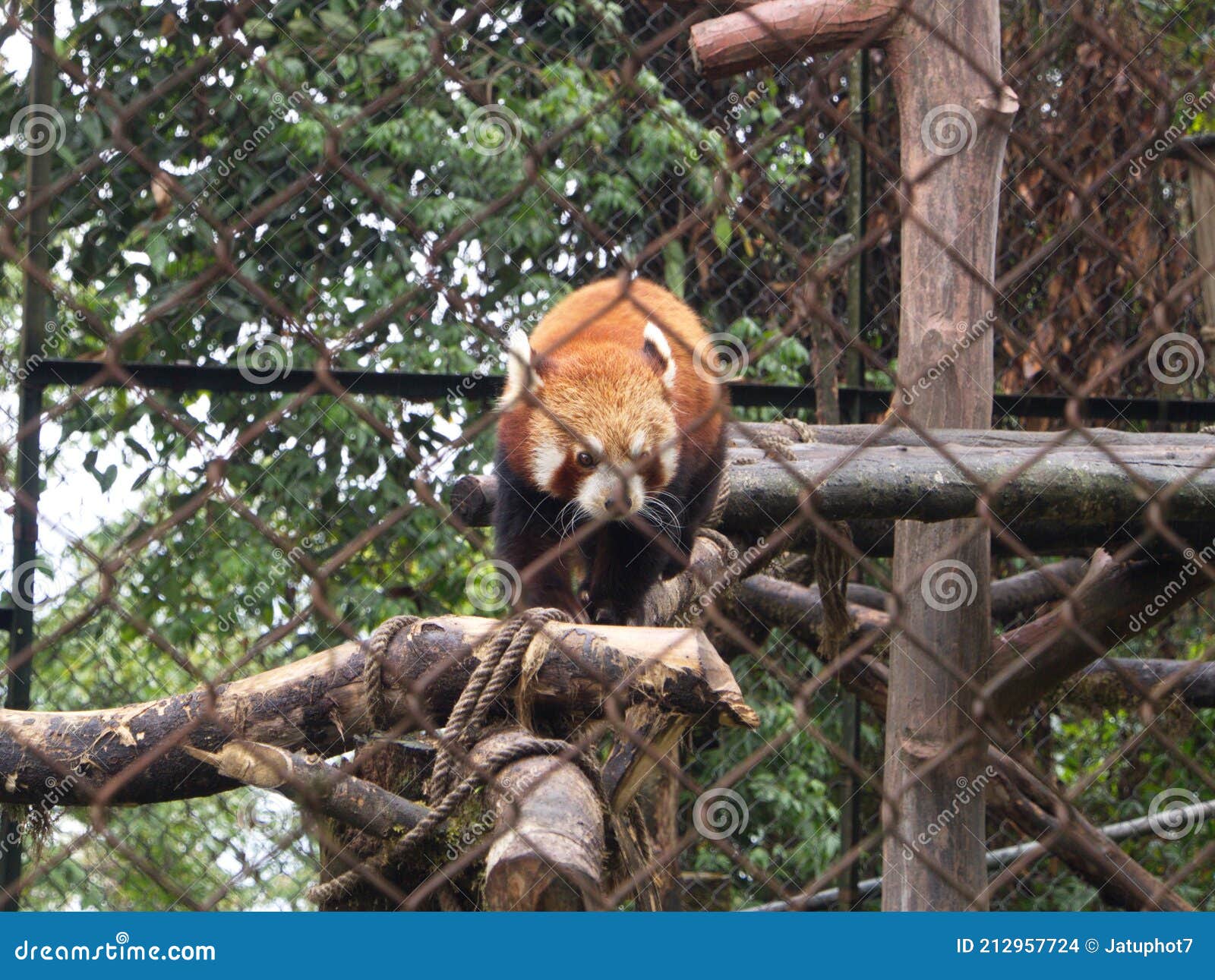 The Red Panda in Padmaja Naidu Himalayan Zoological Park. Darjeeling City,  India. 2011 April 15th Stock Photo - Image of green, darjeeling: 212957724