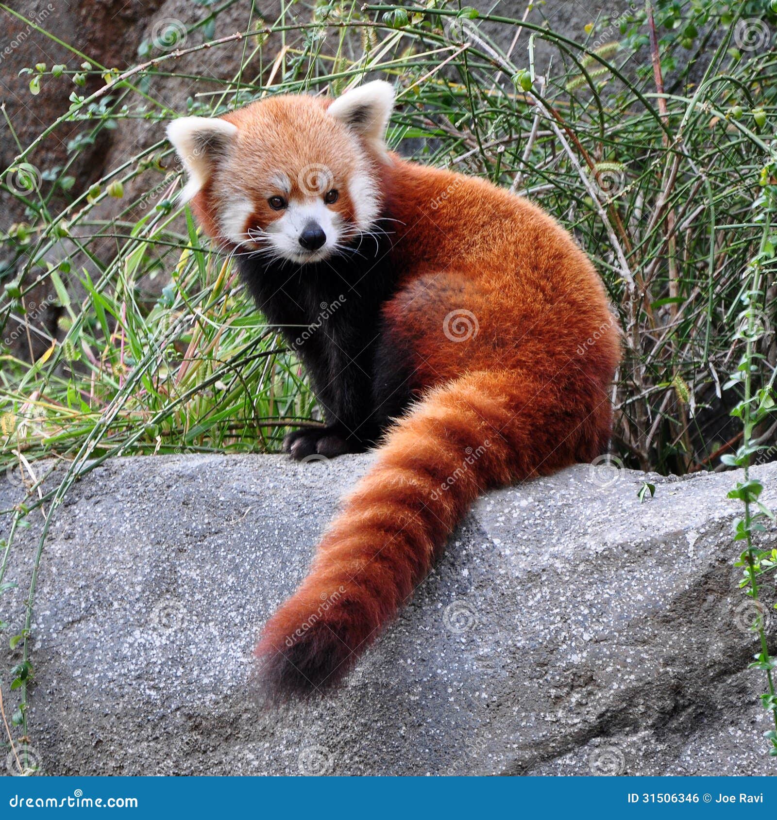 red panda