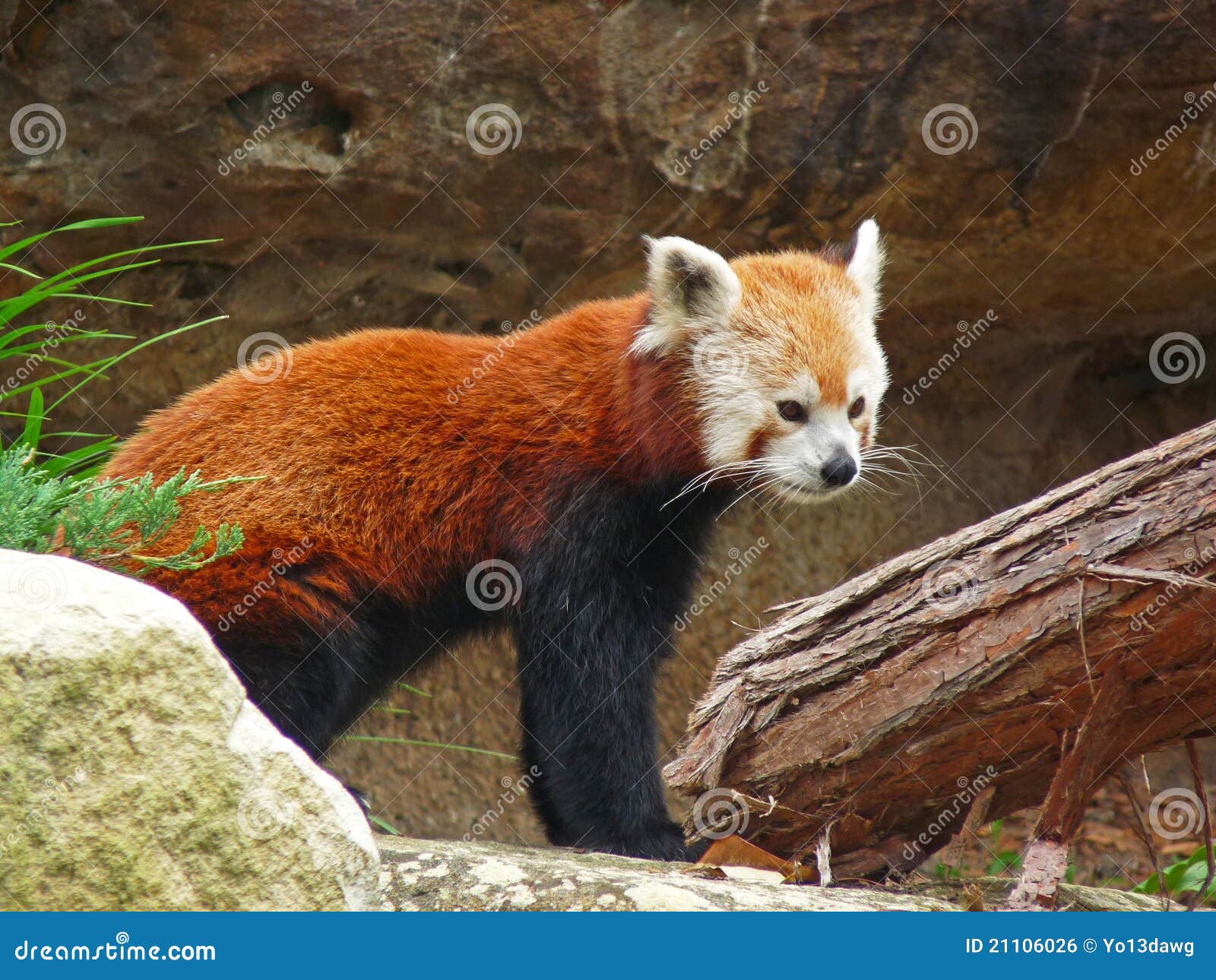 Red panda a rock photo. Image of mammals, taronga 21106026