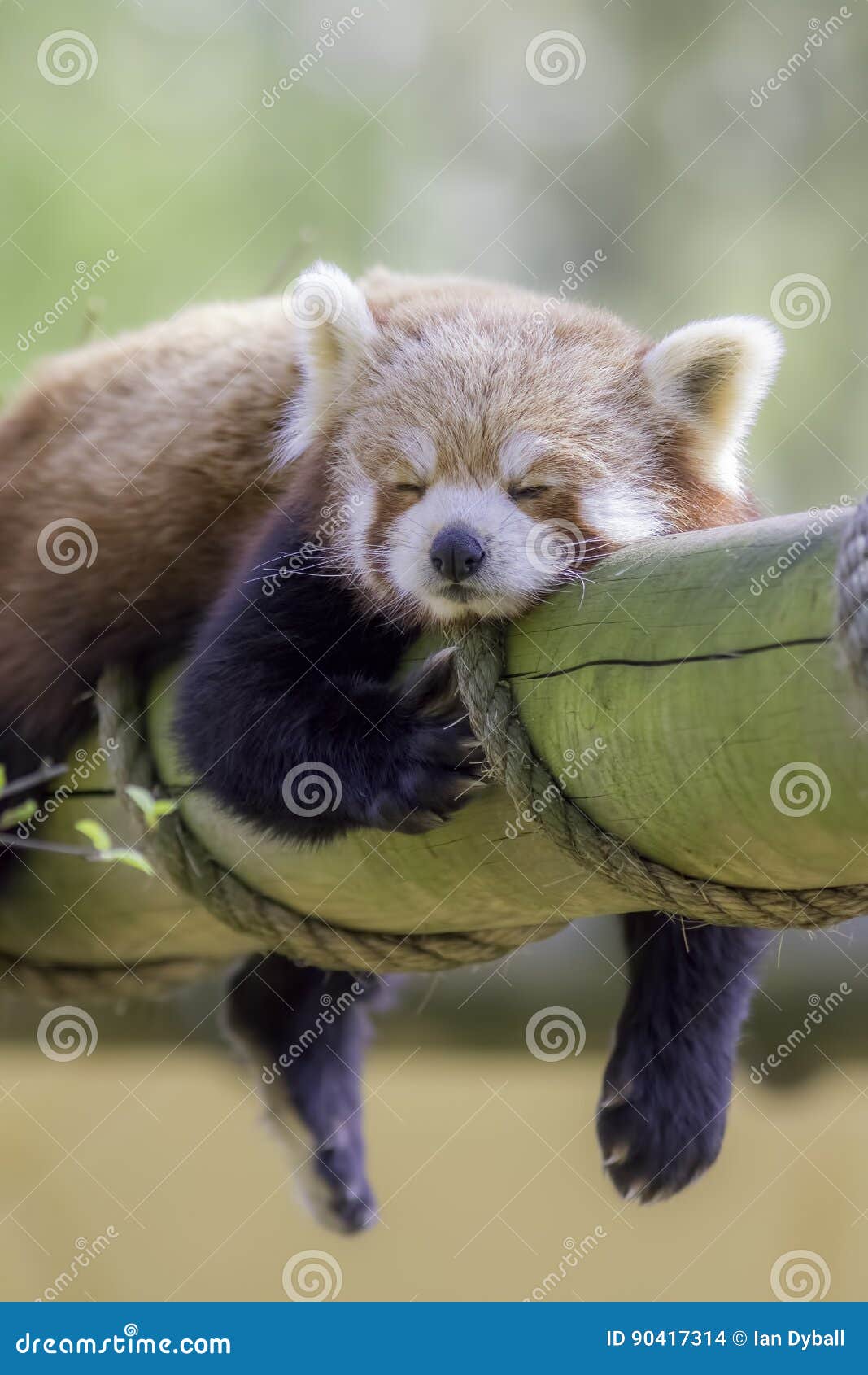 red panda sleeping. this cute nocturnal animal asleep