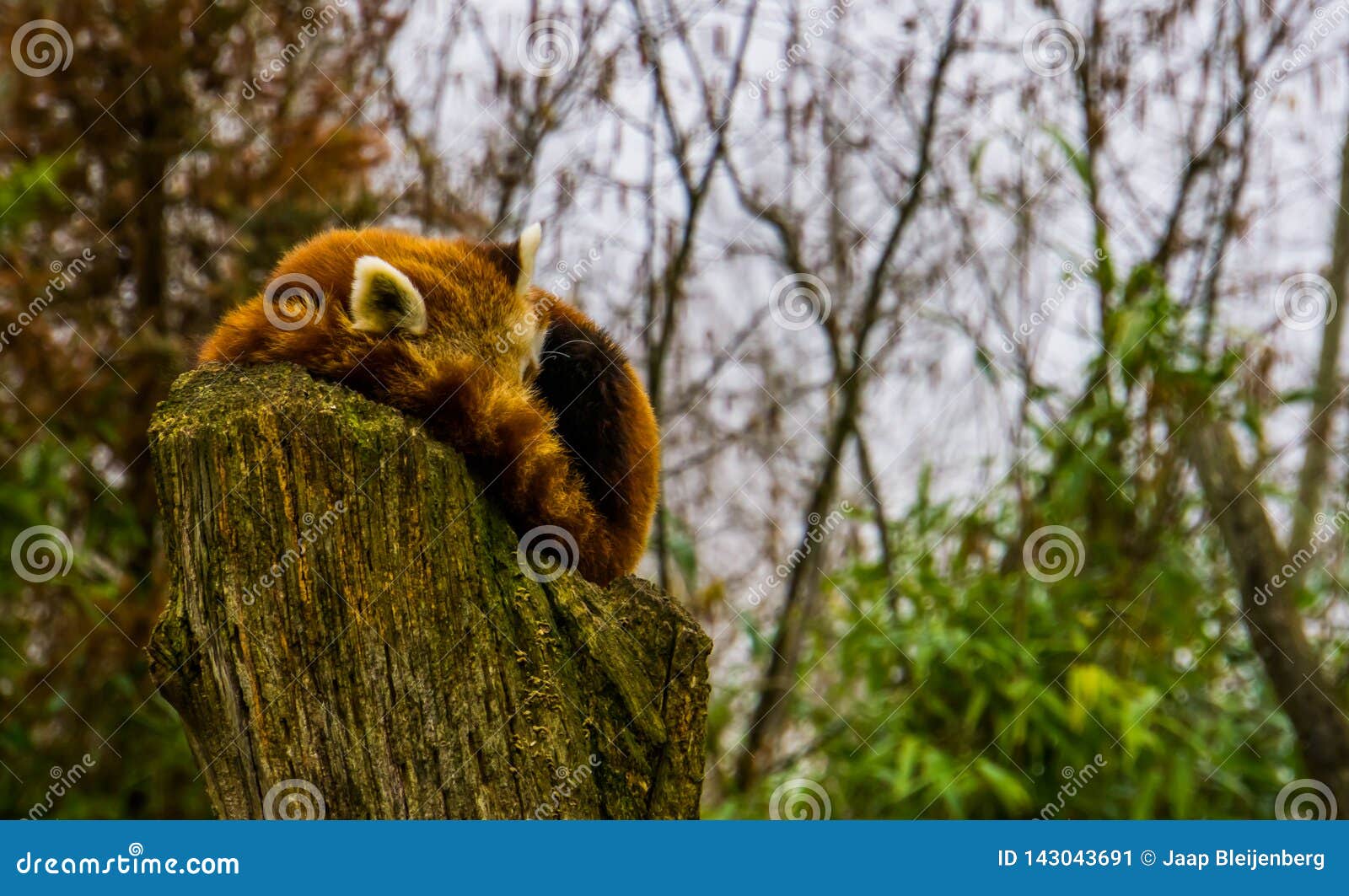 red panda sleeping on a stumped tree top, endangered animal specie from asia