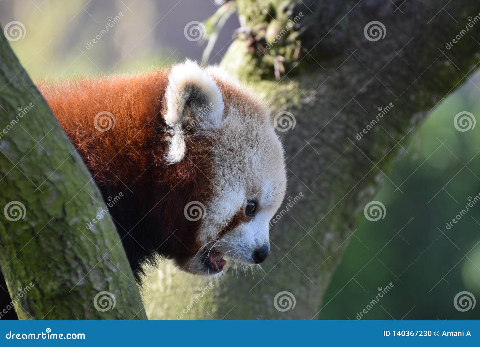 Red Panda Close Up in profile with mouth open. A red panda a tree looking down - in profile close up of head and face with mouth open