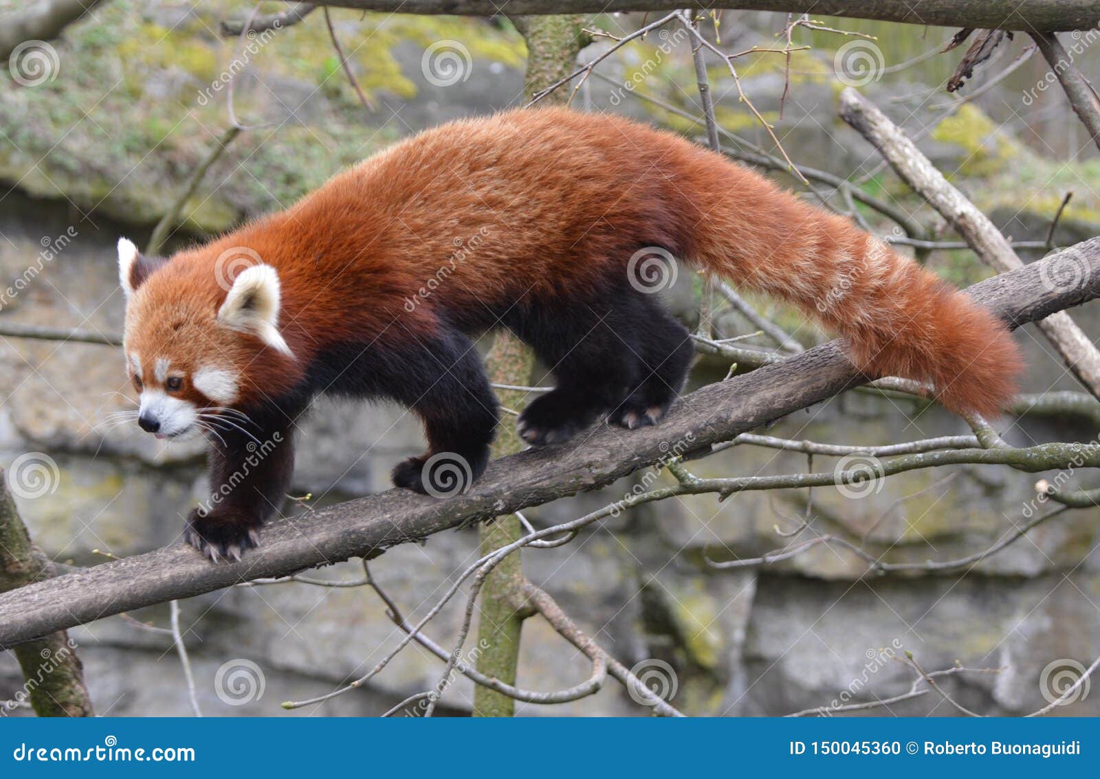 A Red Panda Walks on the Branches of a Tree Stock Photo Image of