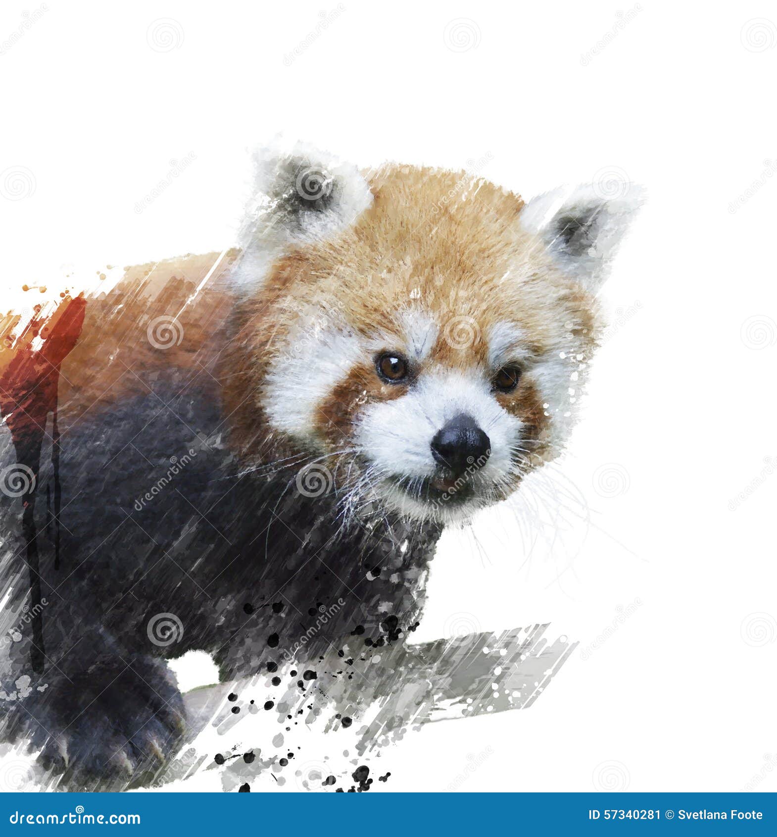 Red Panda Watercolor stock illustration. Illustration of mammal 57340281
