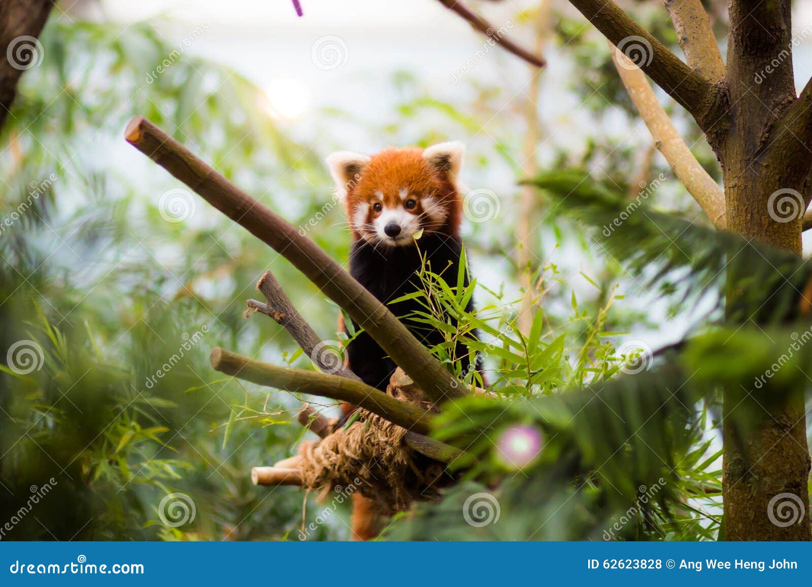 Red Panda in zoo enclosure