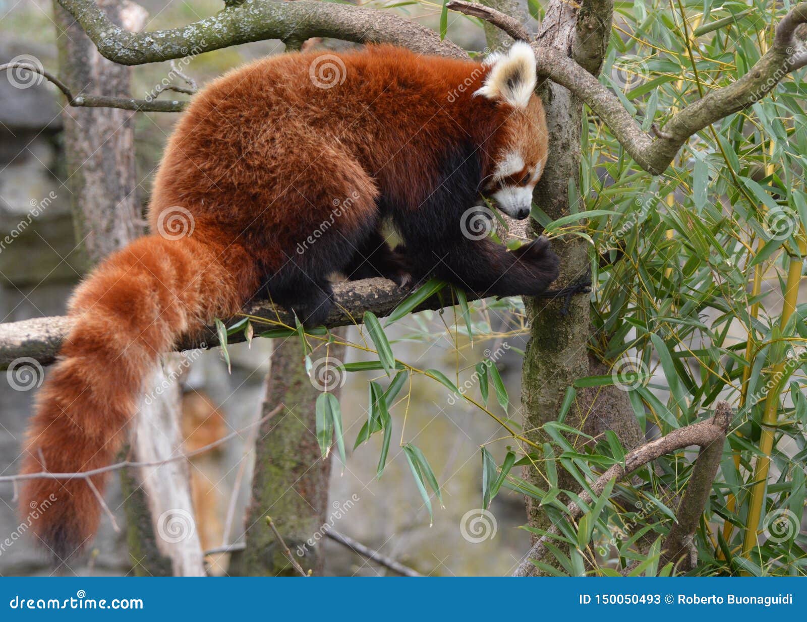 A Red Panda Walks on the Branches of a Tree Stock Image Image of