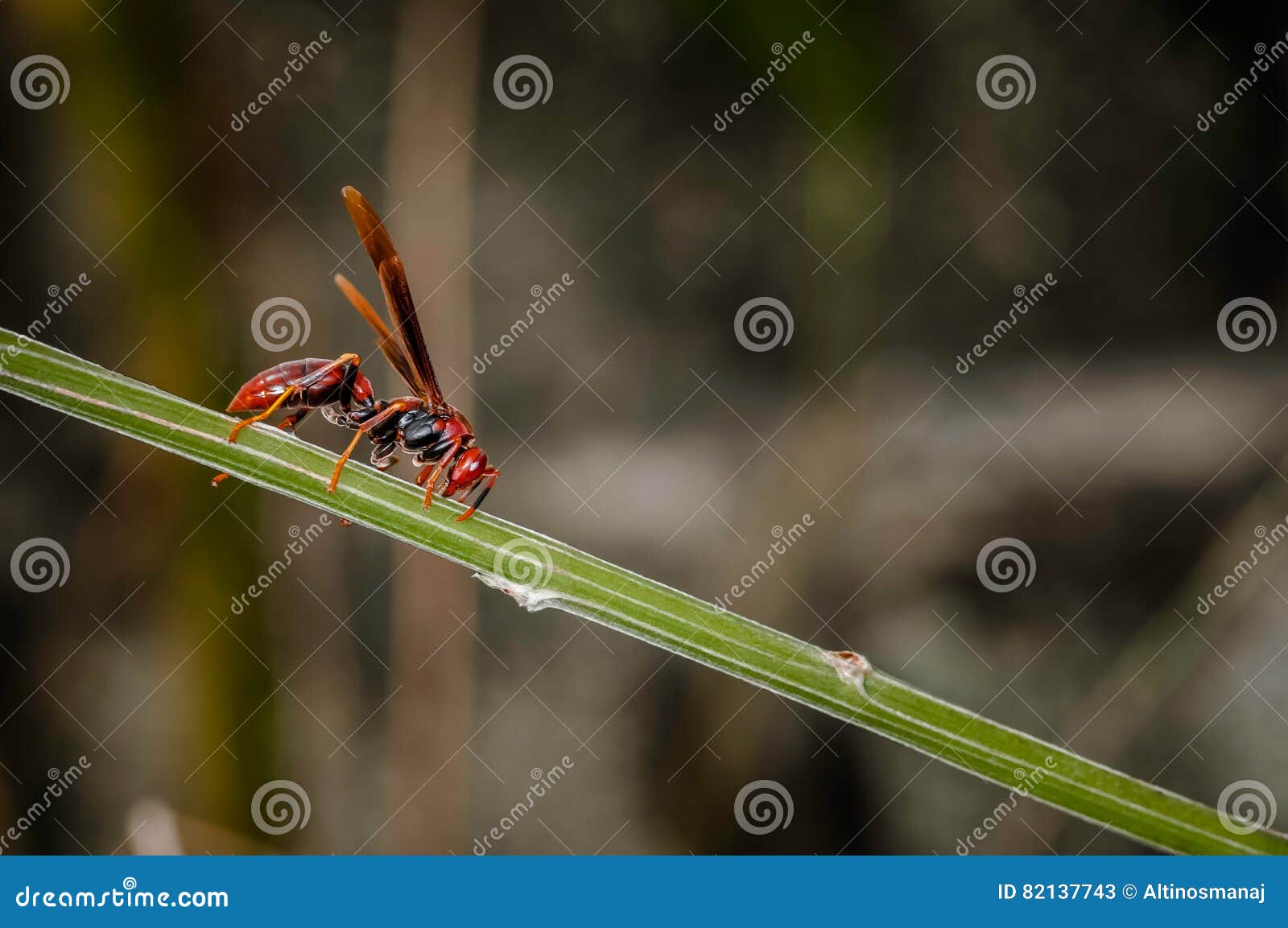 red paper wasp hornet polistes carolina perplexus single closeup macro