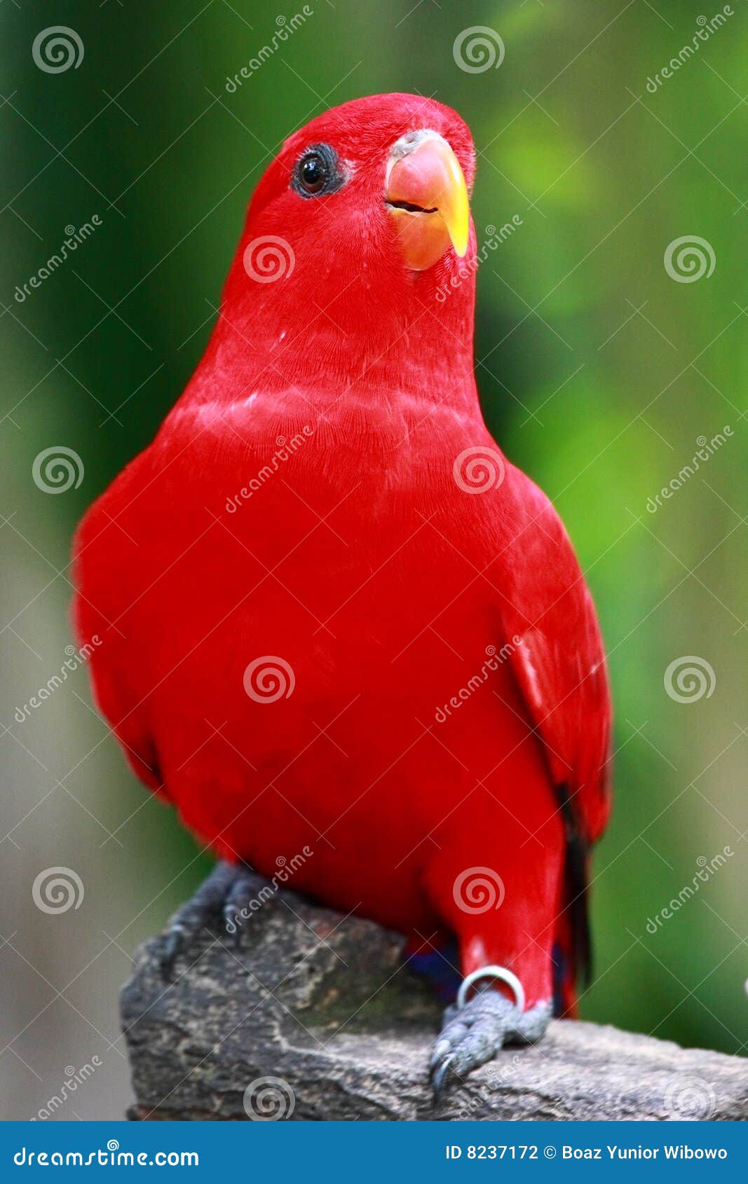 Red Parrot stock photo. Image of head, parrots, beauty 8237172