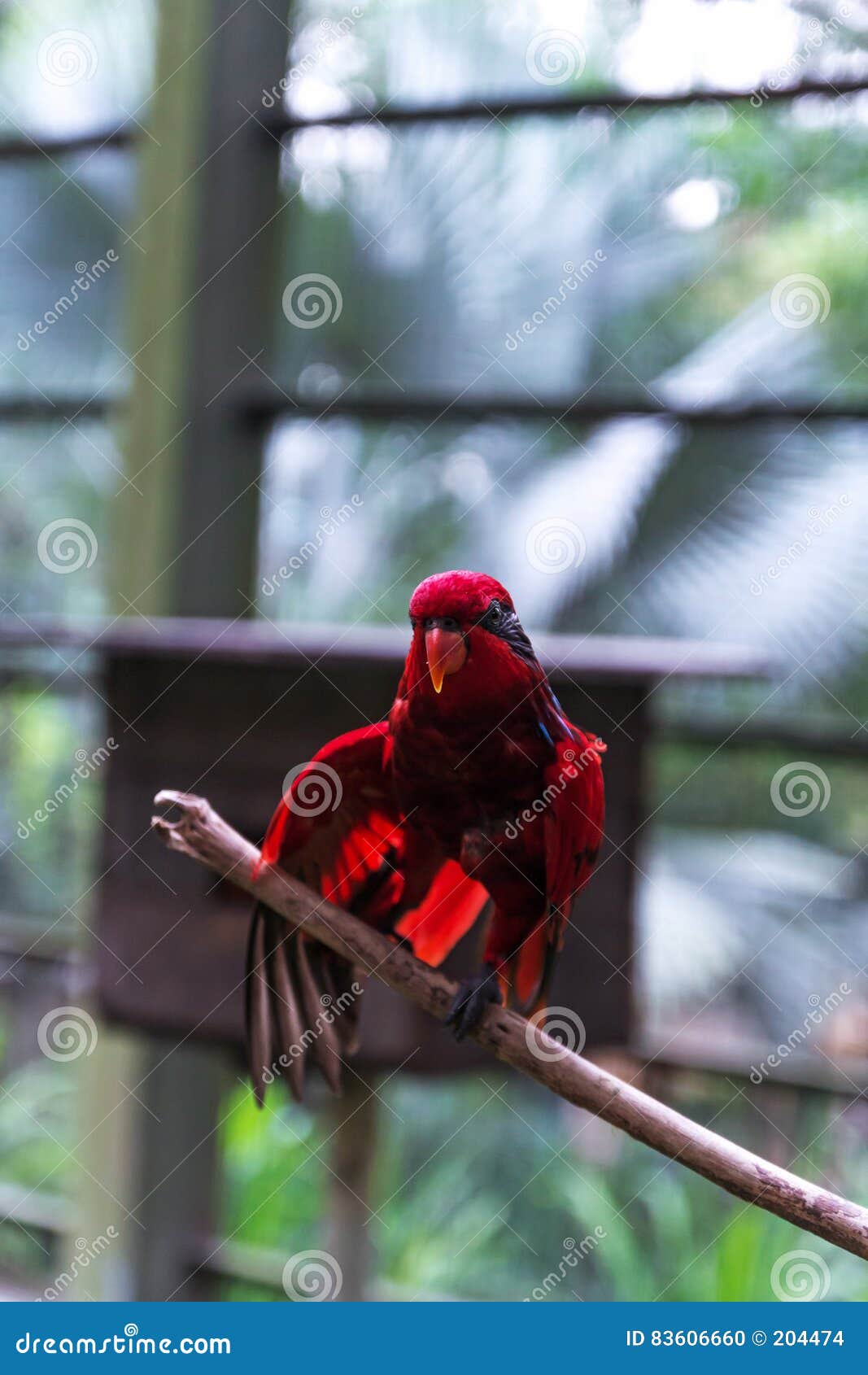 red parrot in bird park at kuala lumpur, malasia,