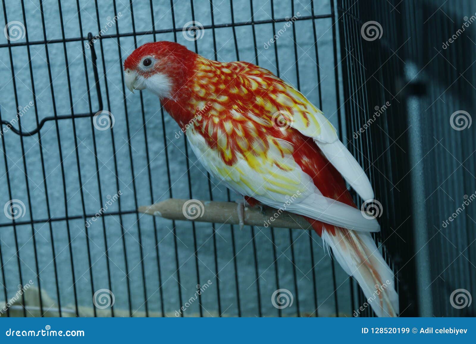 Red Parrot in the Cage . Budgie . Parakeets . Red Wavy Parrot Sits in a Cage . Rosy Faced Lovebird Parrot in a Cage . Birds Insepa Stock Image - of green, parrots: 128520199