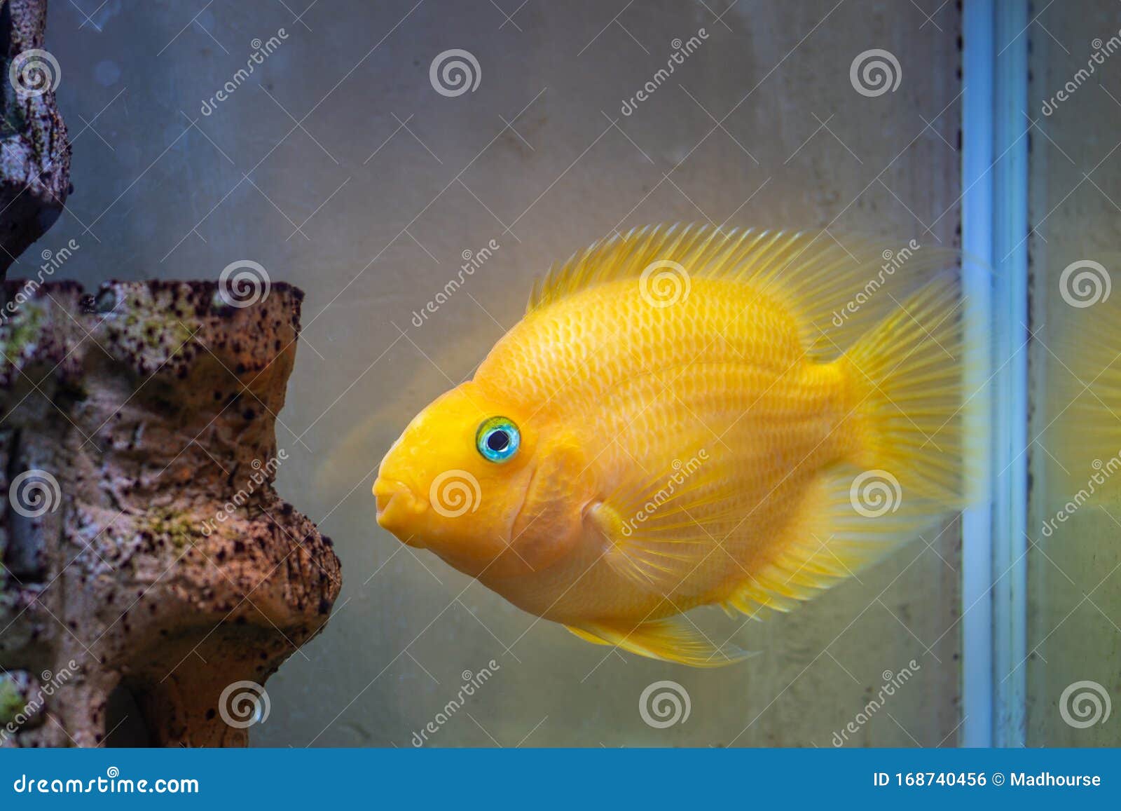 Red Parrot Cichlid Aquarium Fish at Freshwater Aquarium Stock Photo