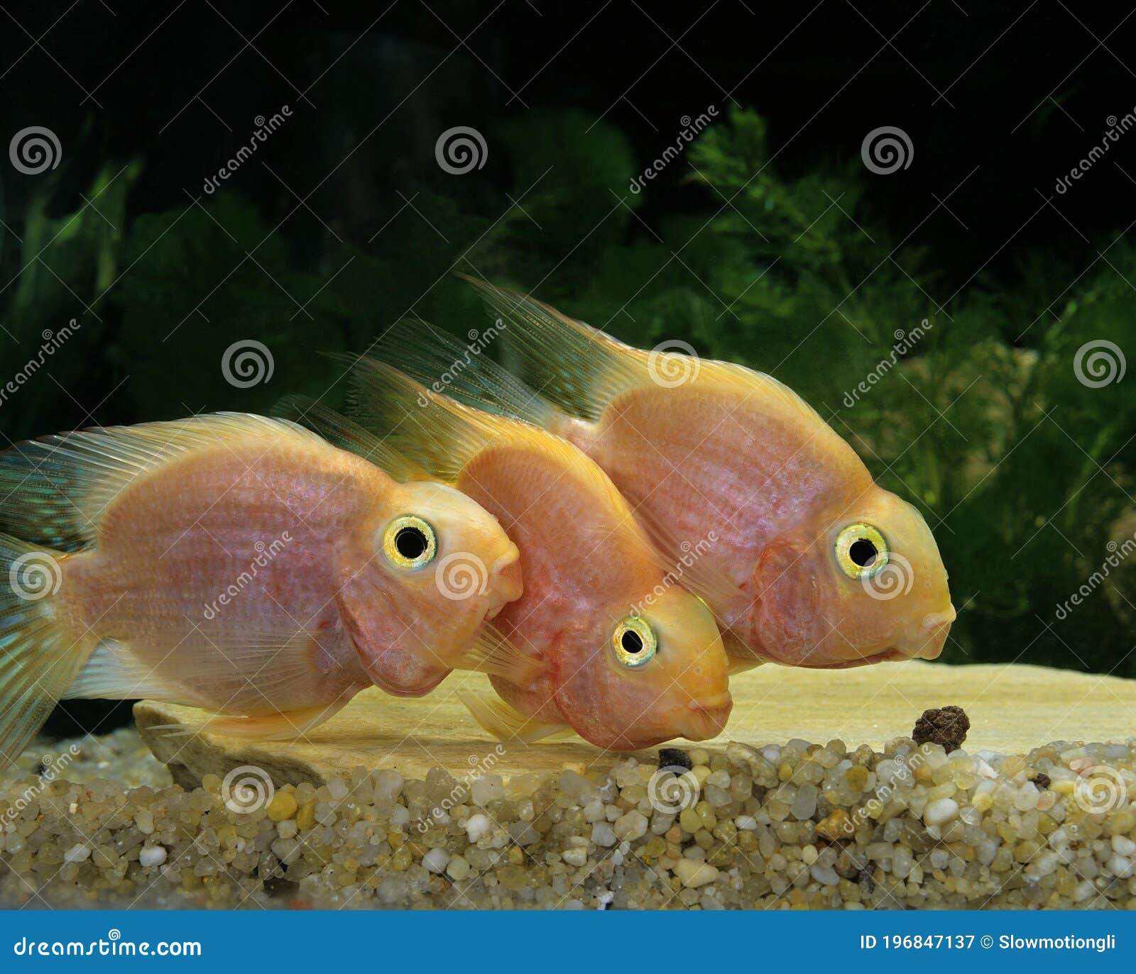 Red Parrot Cichlid, Cichlasoma Erythraeum Stock Image Image of