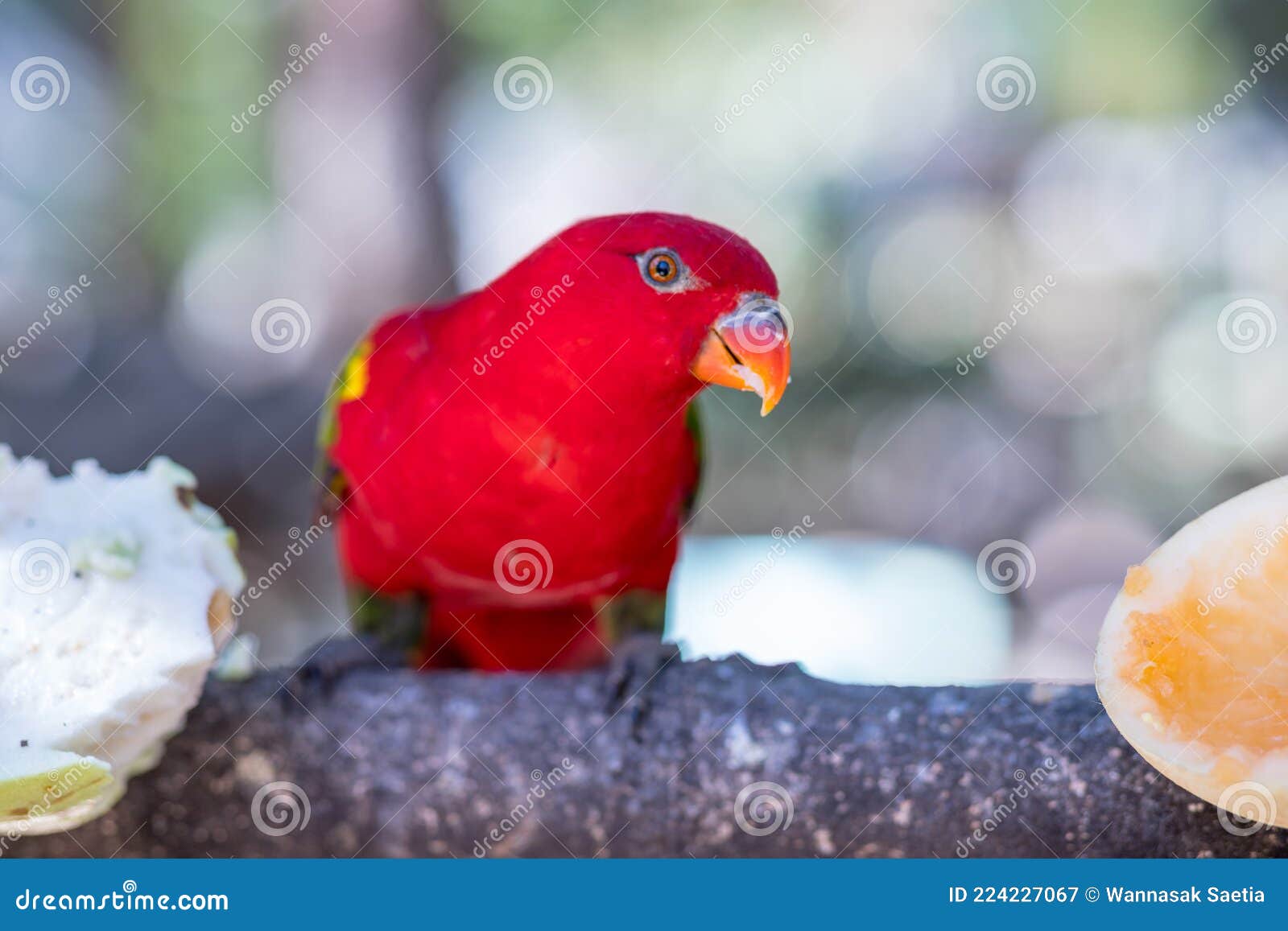 The Red Parrot is Eating Fruit in the Zoo Stock Image Image of close