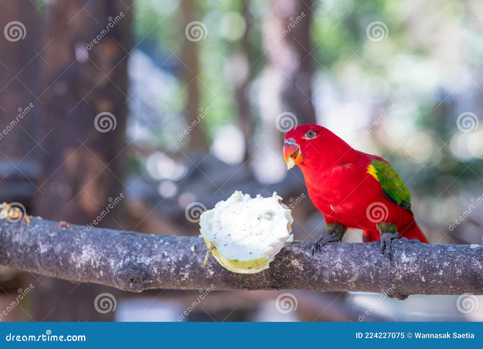 The Red Parrot is Eating Fruit in the Zoo Stock Image Image of