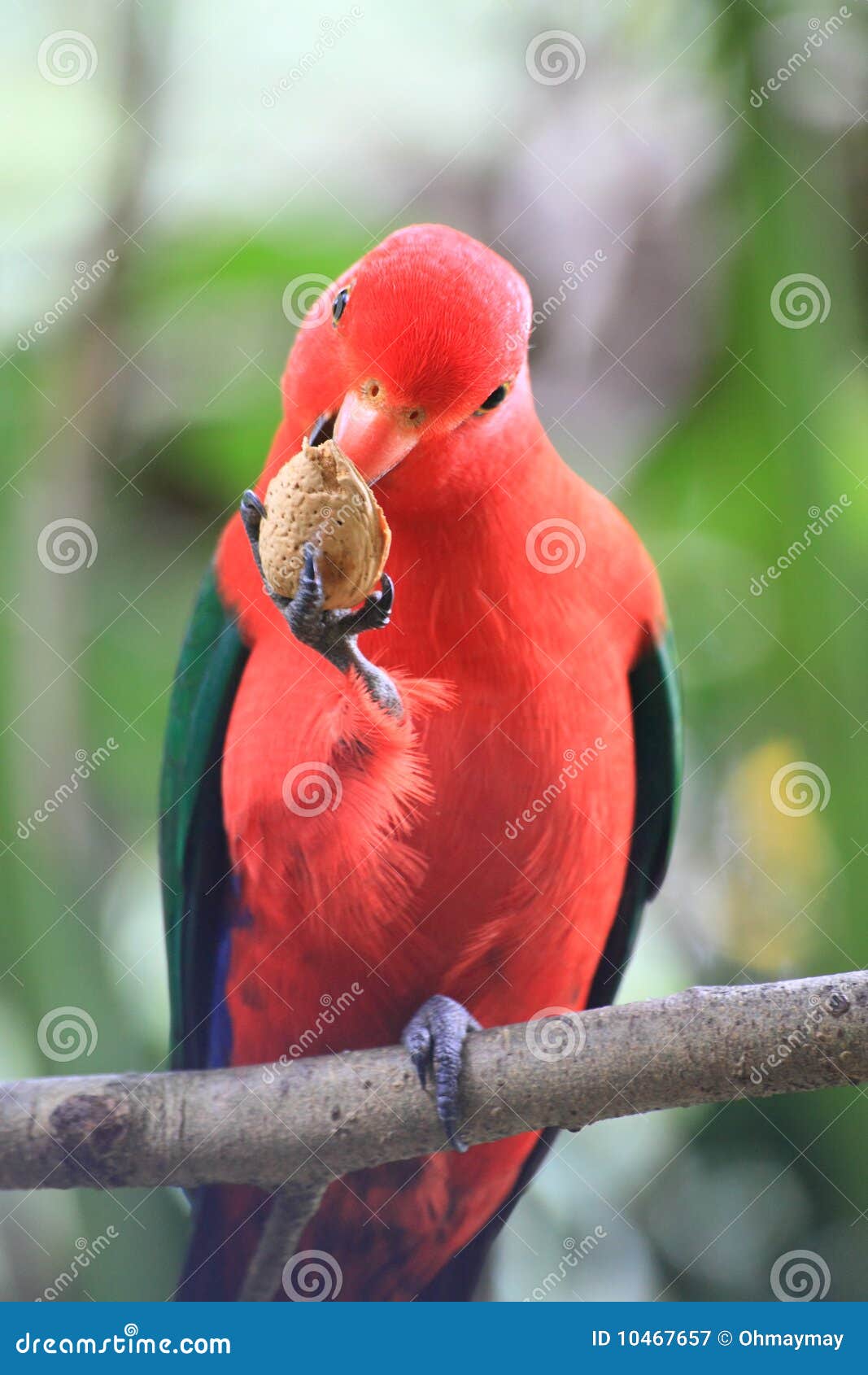 Red parrot eating a nut stock image. Image of wildlife 10467657