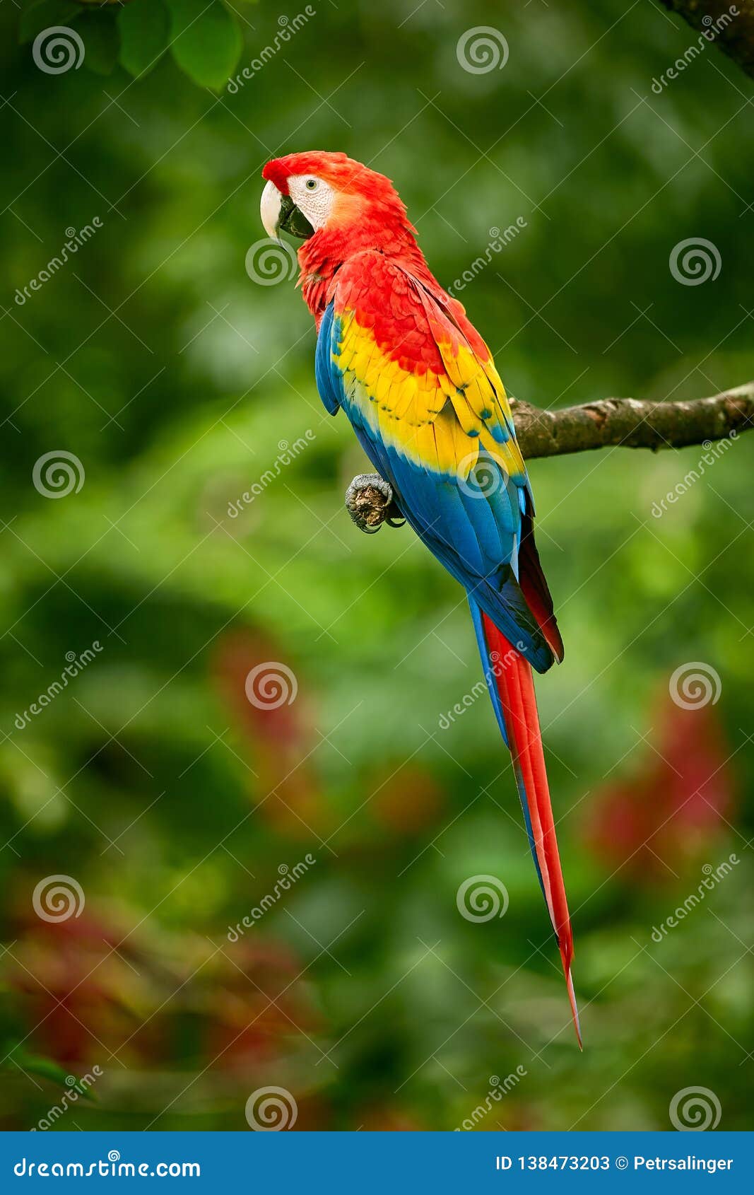 Red Parrot Macaw Parrot Scarlet Macaw, Ara in Tropical Forest, Costa Rica. Stock Image - Image of macaws: 138473203