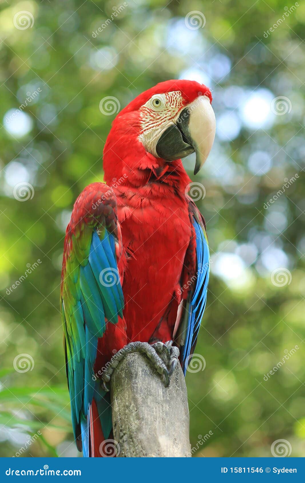 Red parrots stock photo. Image of fauna, bird, parrot 15811546