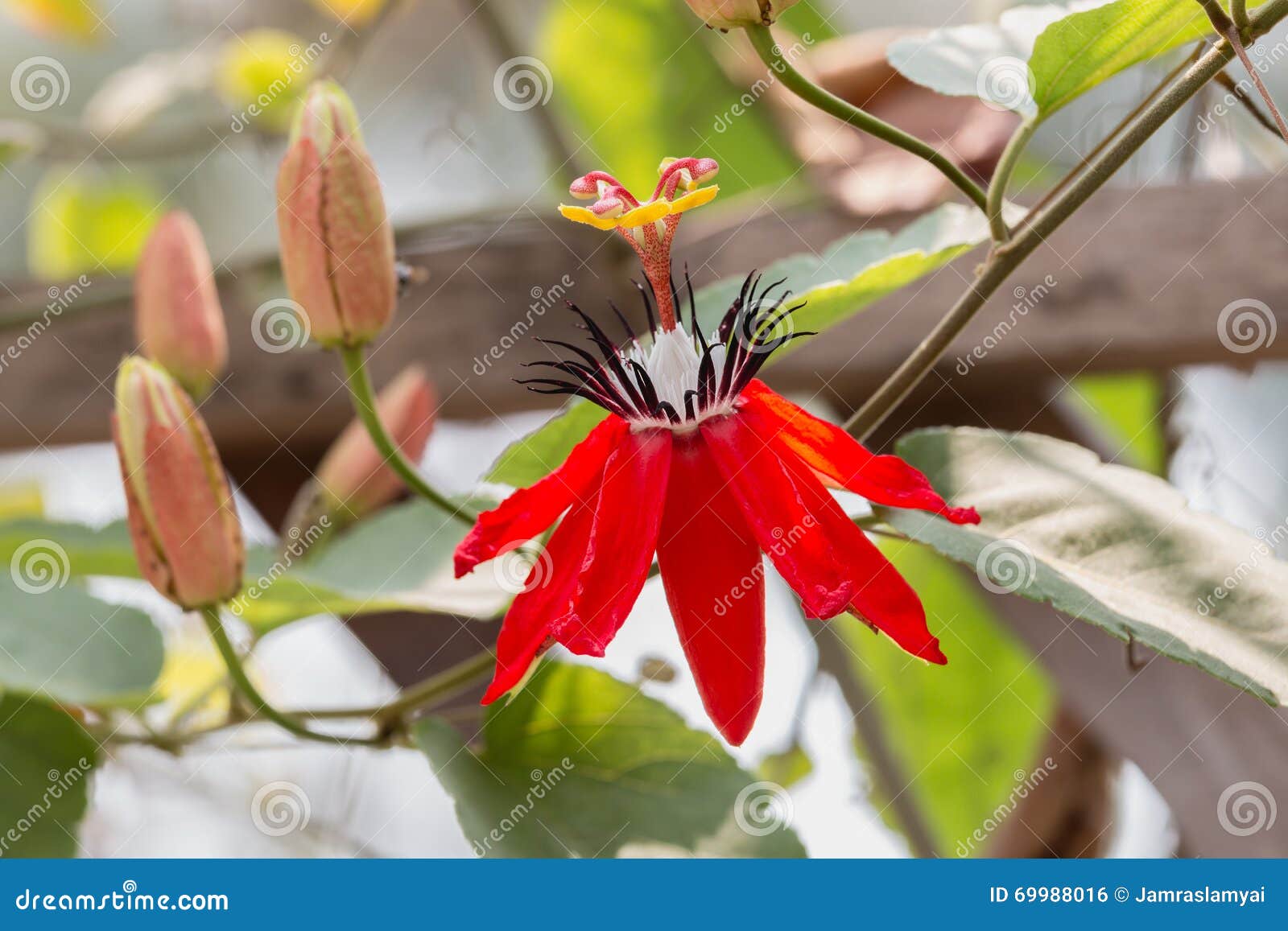 Red Passion Flower stock photo. Image of pretty, blossom 69988016