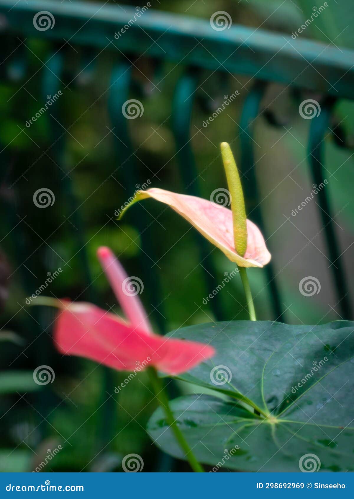 Red Peace Lily flower stock image. Image of peace, summer 298692969