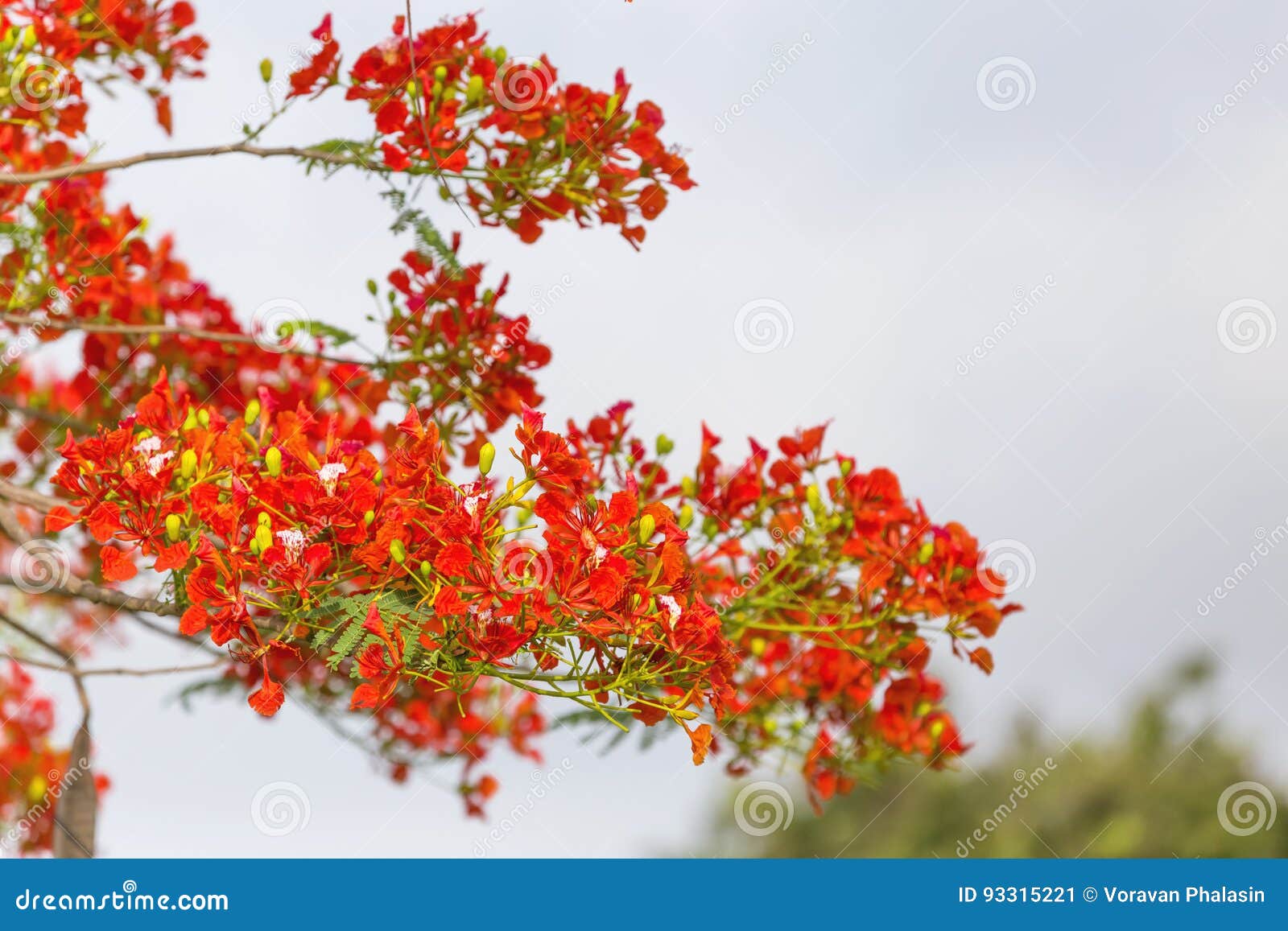 Red Peacock Flower Tree, on Blur Background. Stock Image - Image of sunny,  botany: 93315221