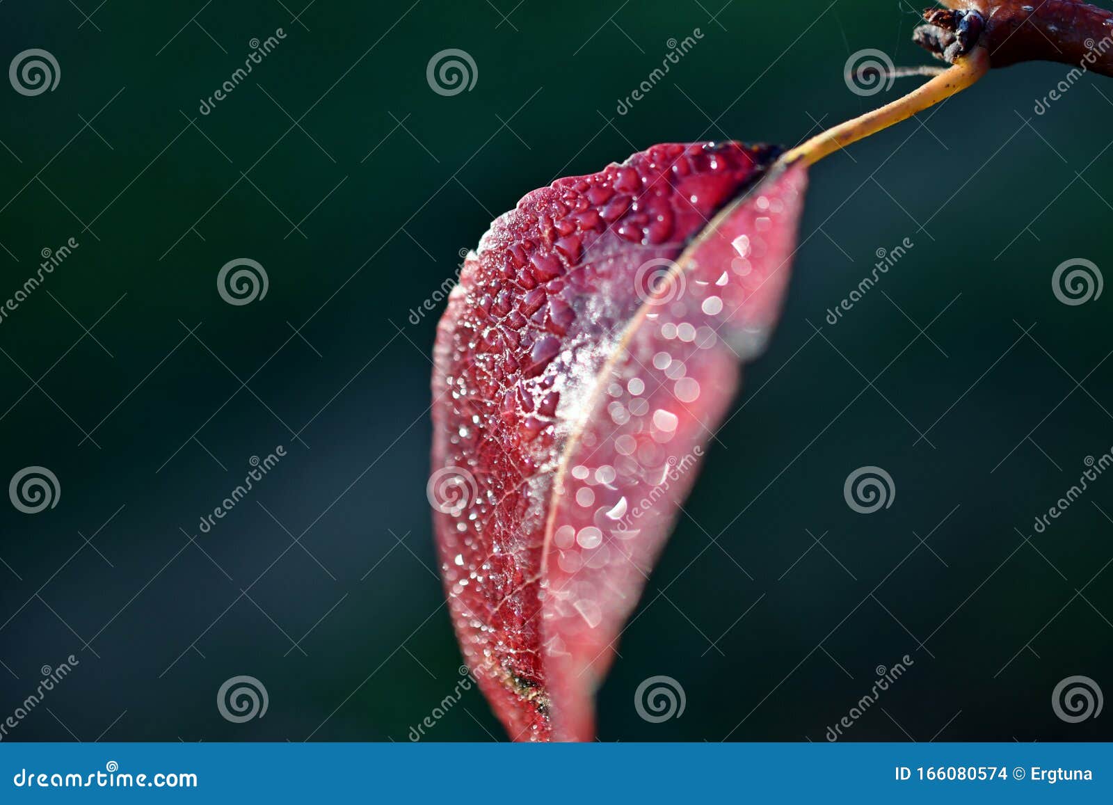 a red pear leaf with dew drops