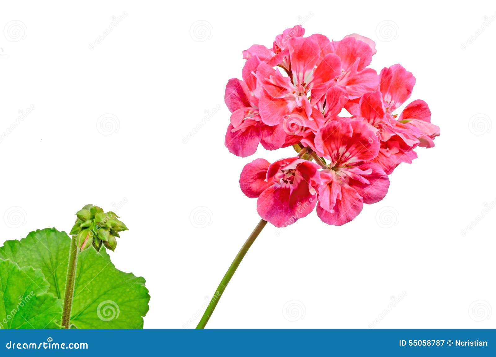 Red Pelargonium, Geraniums Flowers With Buds, Close Up, Texture