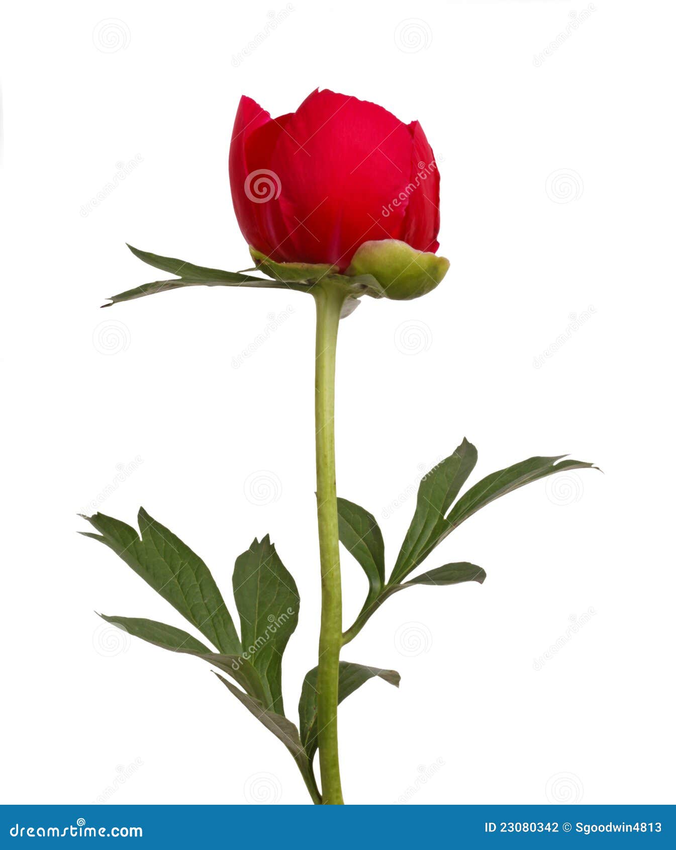 444,133 Single Flower Stock Photos - Free & Royalty-Free Stock Photos from  Dreamstime