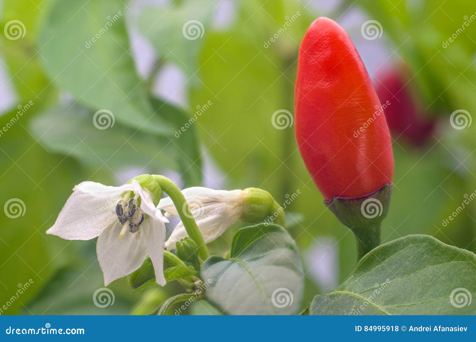 Red Pepper and Flower with Green Leaves Stock Photo Image of chili