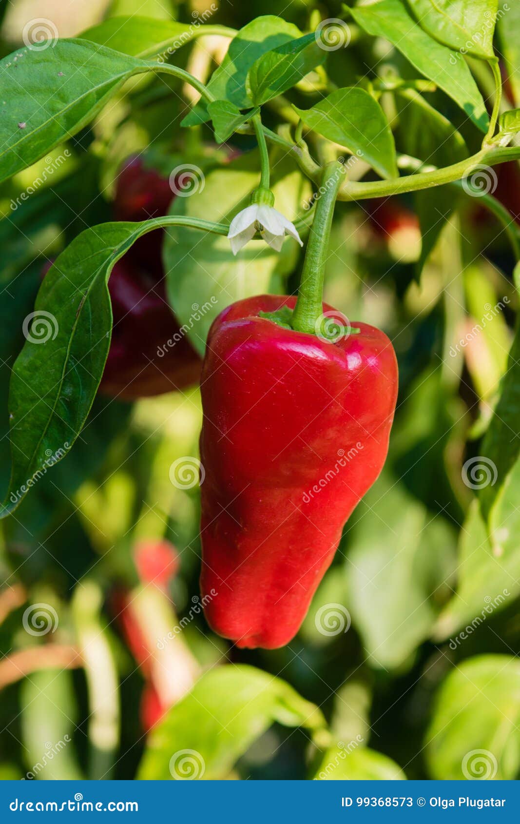 Red Pepper Growing in the Garden Stock Image Image of farm, green