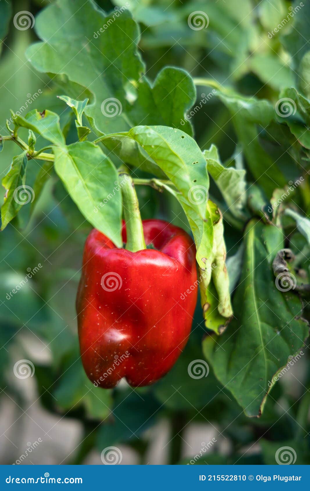 Red Pepper Growing in the Garden Stock Photo Image of grow, plant
