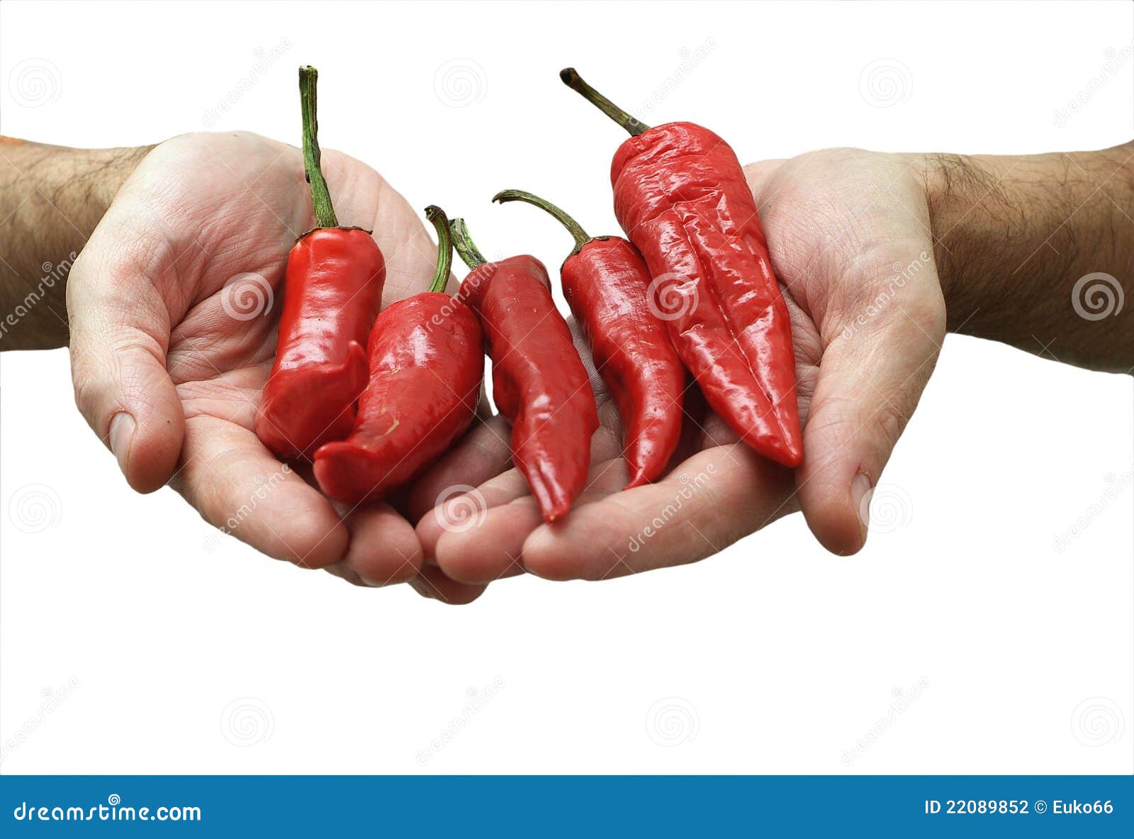 Red Pepper in a Hands Isolated Stock Photo Image of diet, peppers